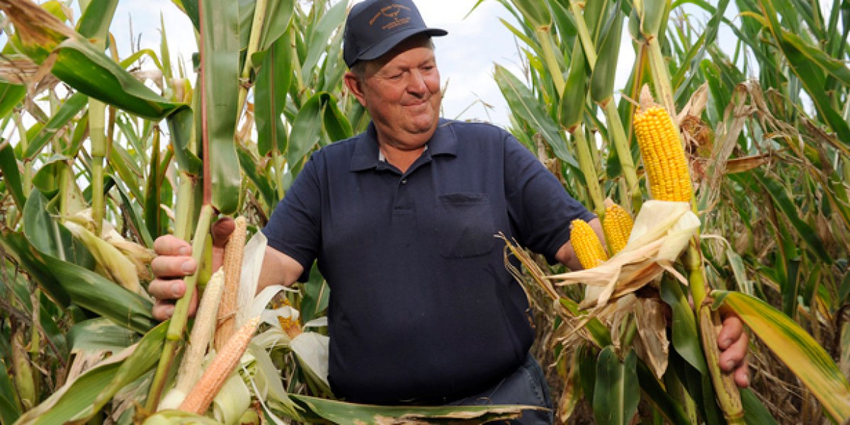 Drought Puts Modified Corn Seed to the Test | MIT Technology Review