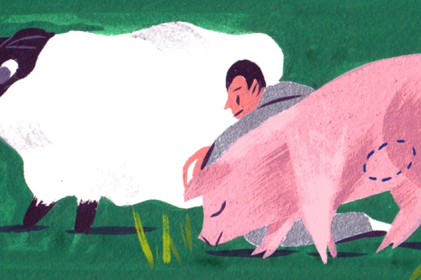 Human-Animal Chimeras Are Gestating on . Research Farms | MIT Technology  Review