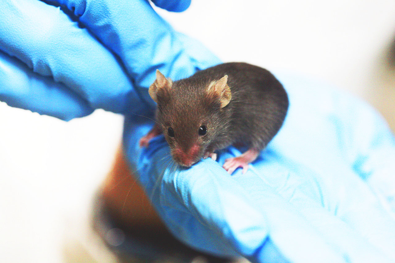 Photo of gloved hands holding ab mouse