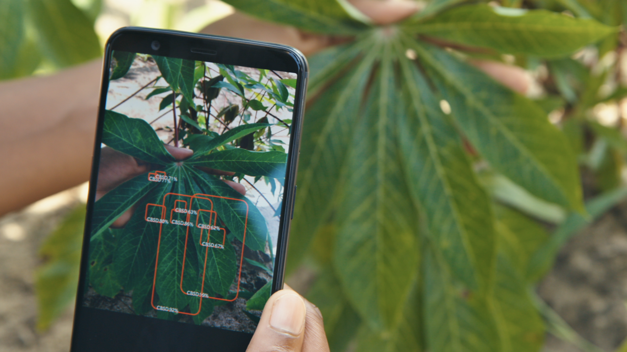 An image of an app that detects disease in cassava plants.