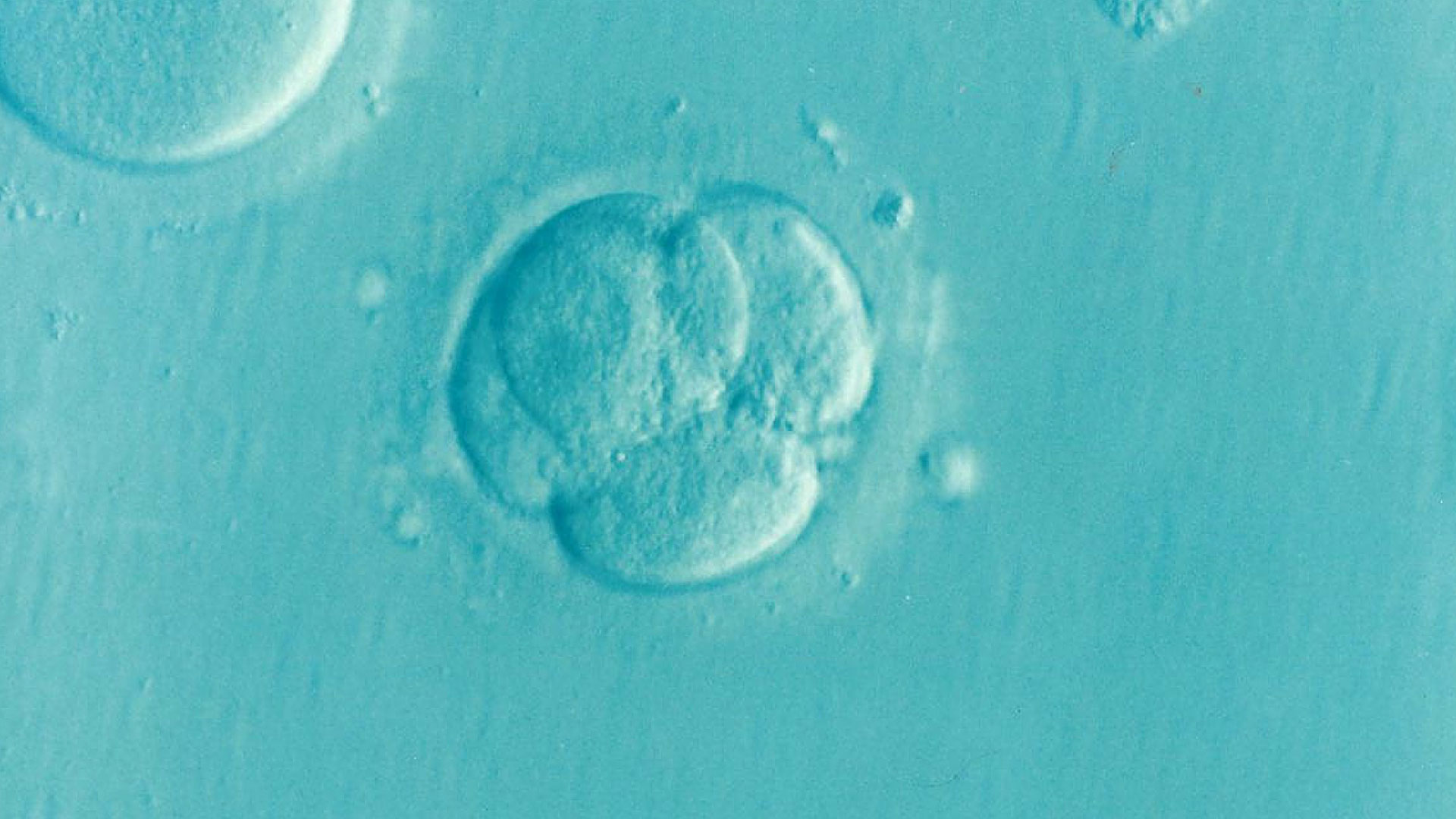 human embryo at 4 days