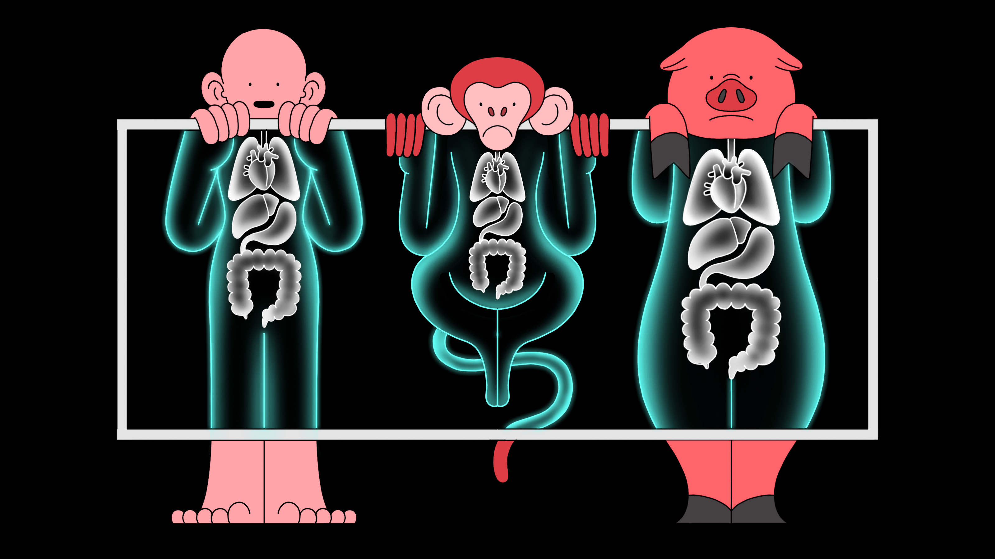 Illustration of human, monkey, and pig under x-ray machine