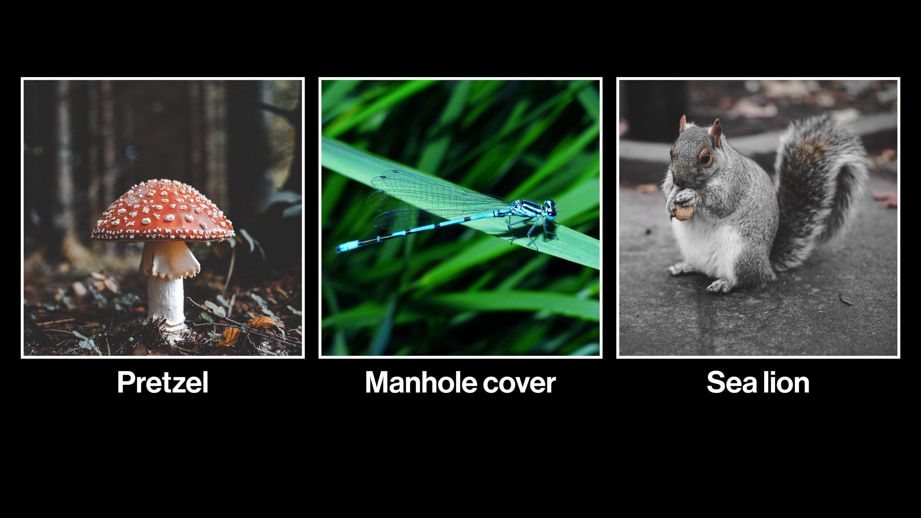 photograph showing a mushroom, dragonfly, and squirrel, all mislabeled as pretzel, manhole cover and sea lion