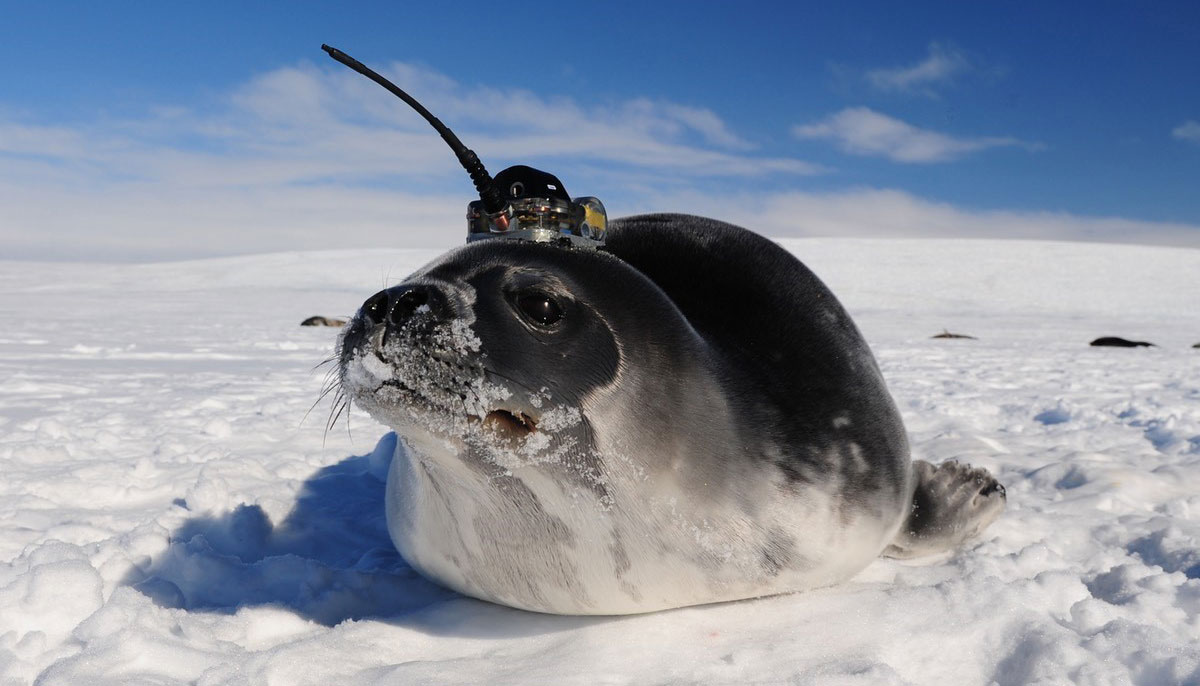 A seal with a sensor on its head sits on the ice