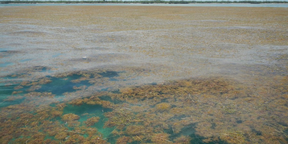 Satellites have spotted the biggest seaweed bloom in the world MIT