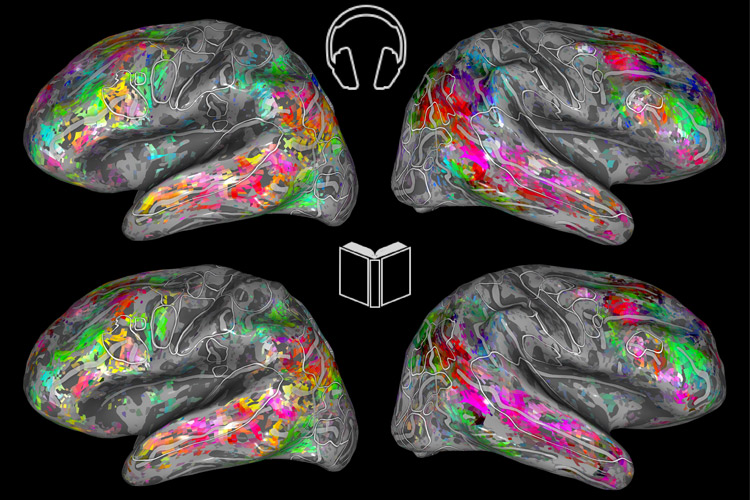 brain map cortex