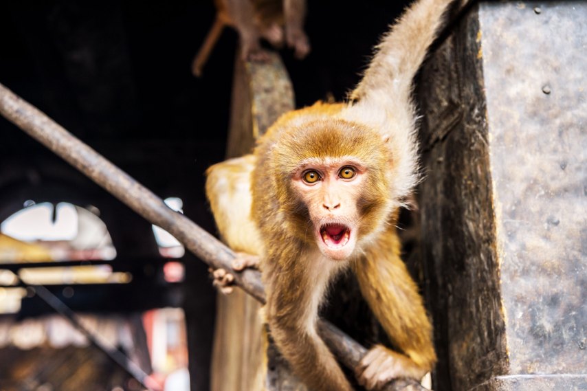 Scientists are making human-monkey hybrids in China | MIT Technology Review