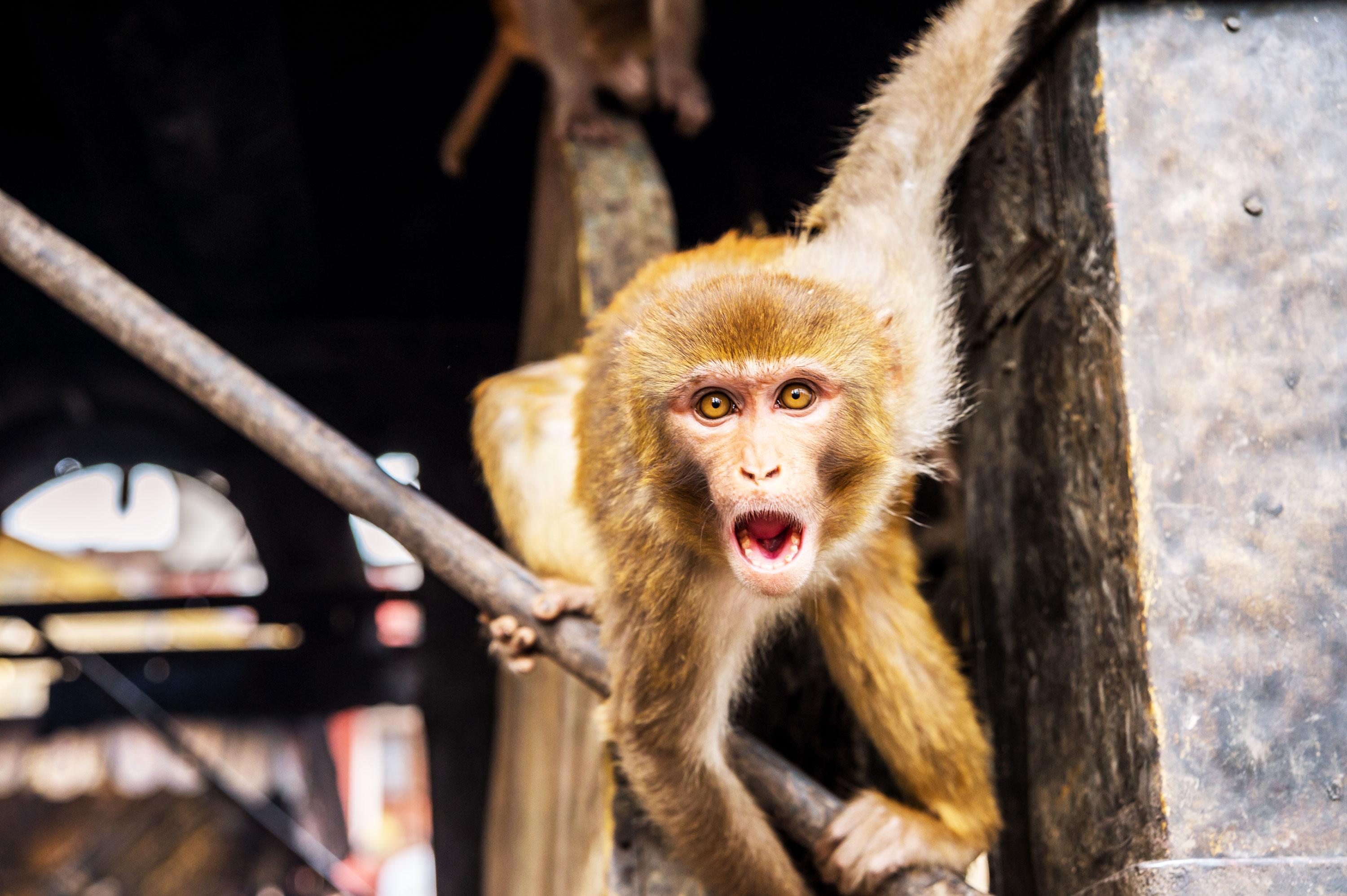 Scientists Are Making Human Monkey Hybrids In China Mit Technology Review,Wheat Flour