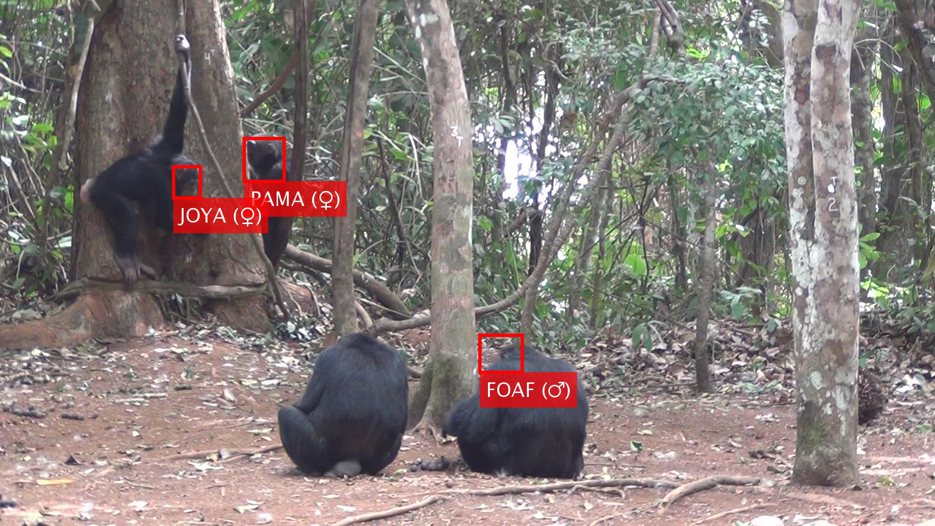 Face recognition of individual chimpanzees from Bossou, Guinea.