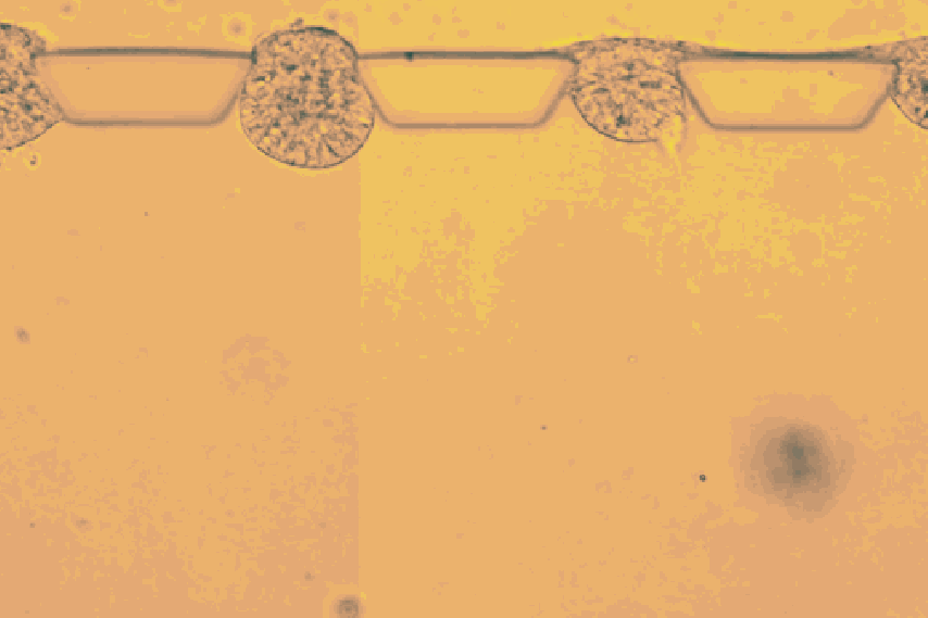https://wp.technologyreview.com/wp-content/uploads/2019/09/syntheticembryos-10.gif?resize=854,569