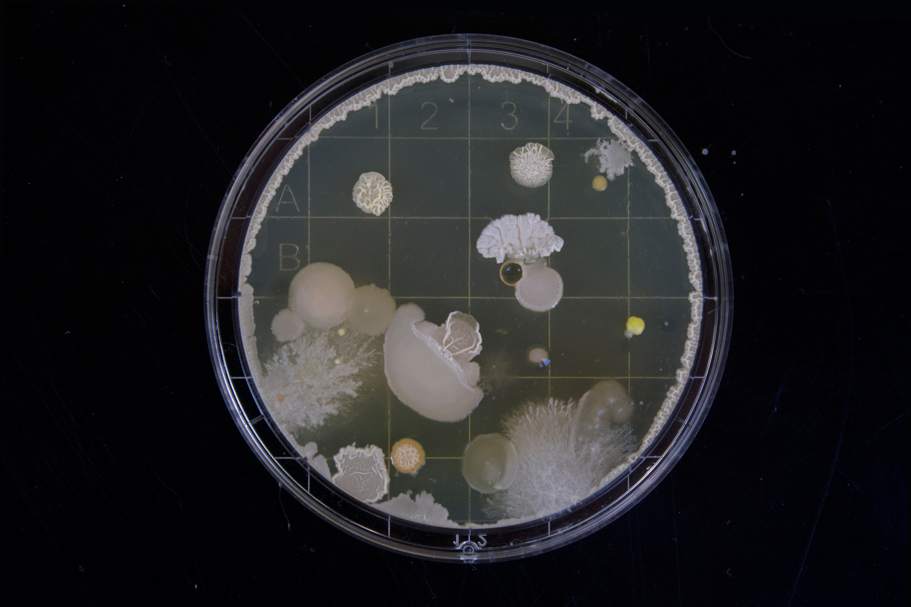 conceptual image of bacterial in a petri dish