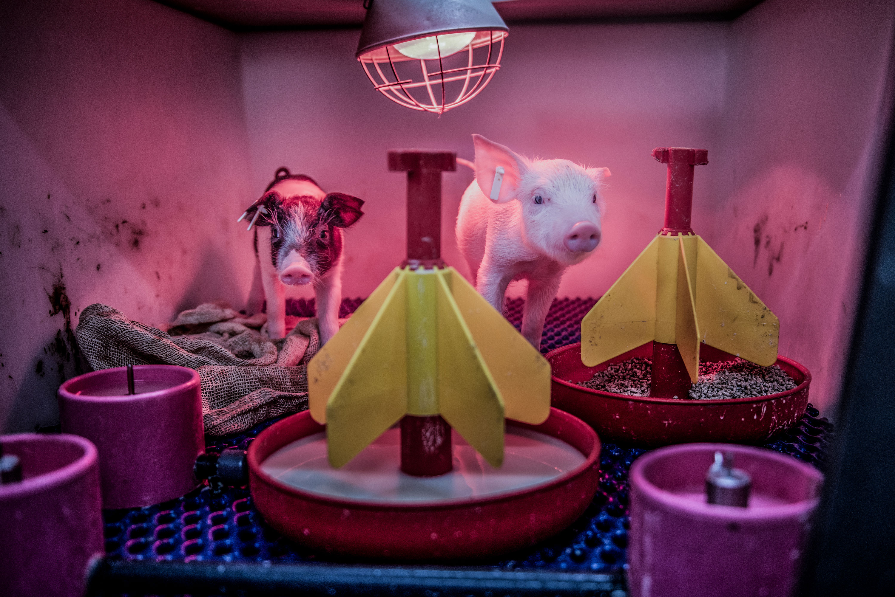 Photo of baby pigs under a light