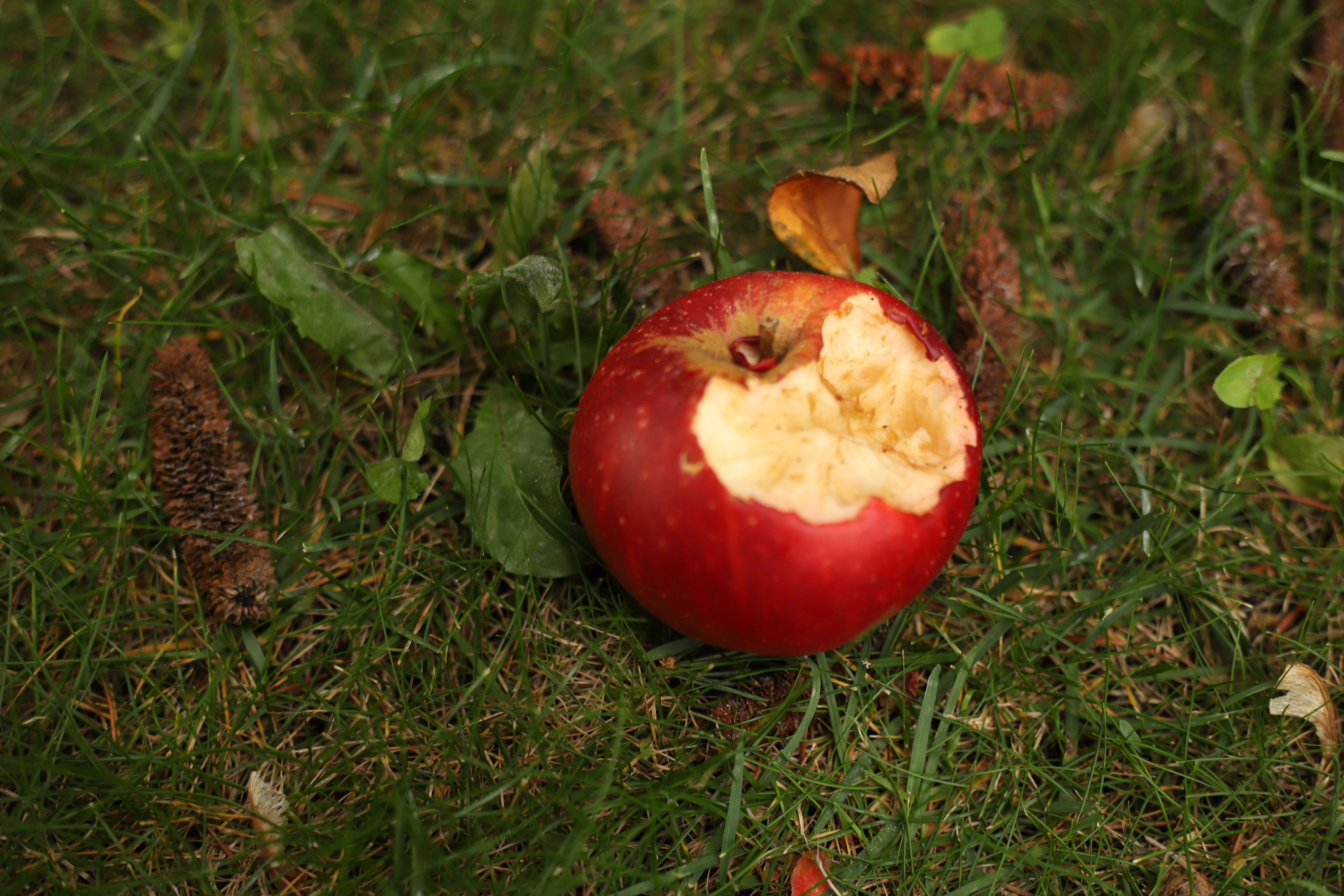 A rotten apple.