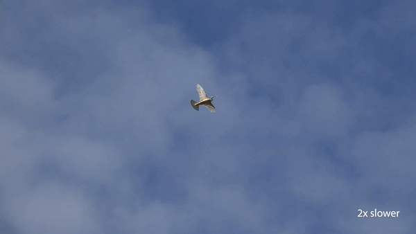 The PigeonBot flies through the air