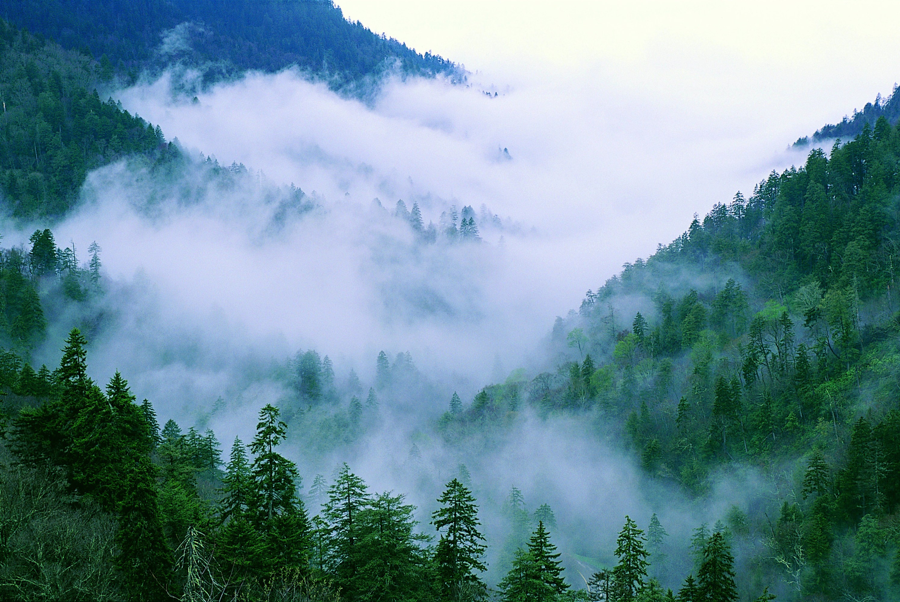 smoky mountain forest
