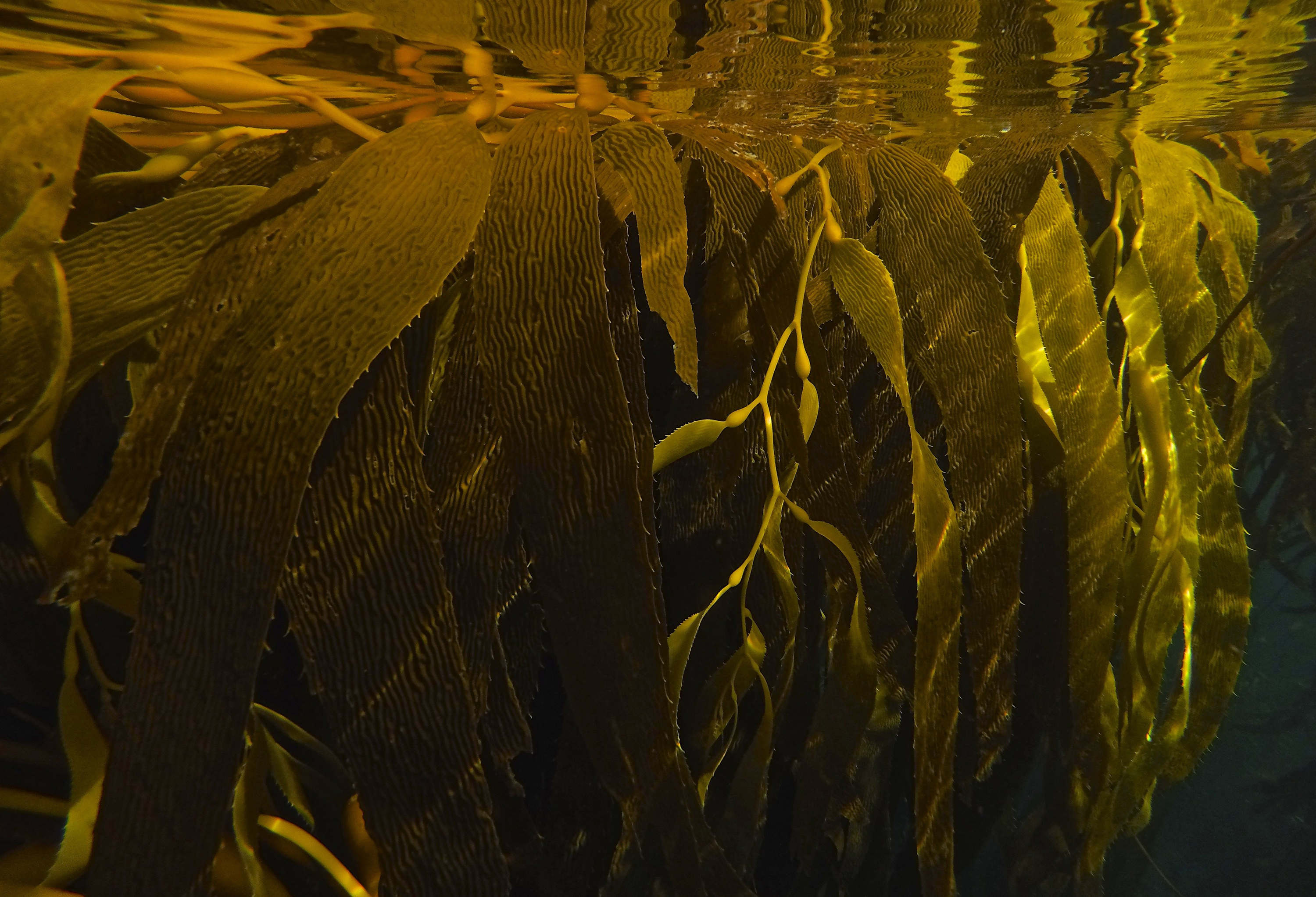 giant kelp underwater
