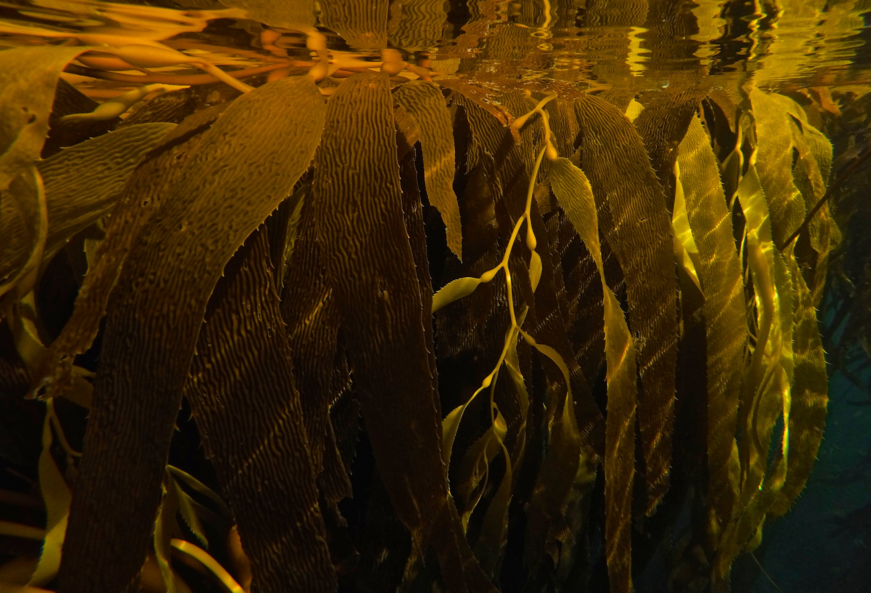 giant kelp underwater