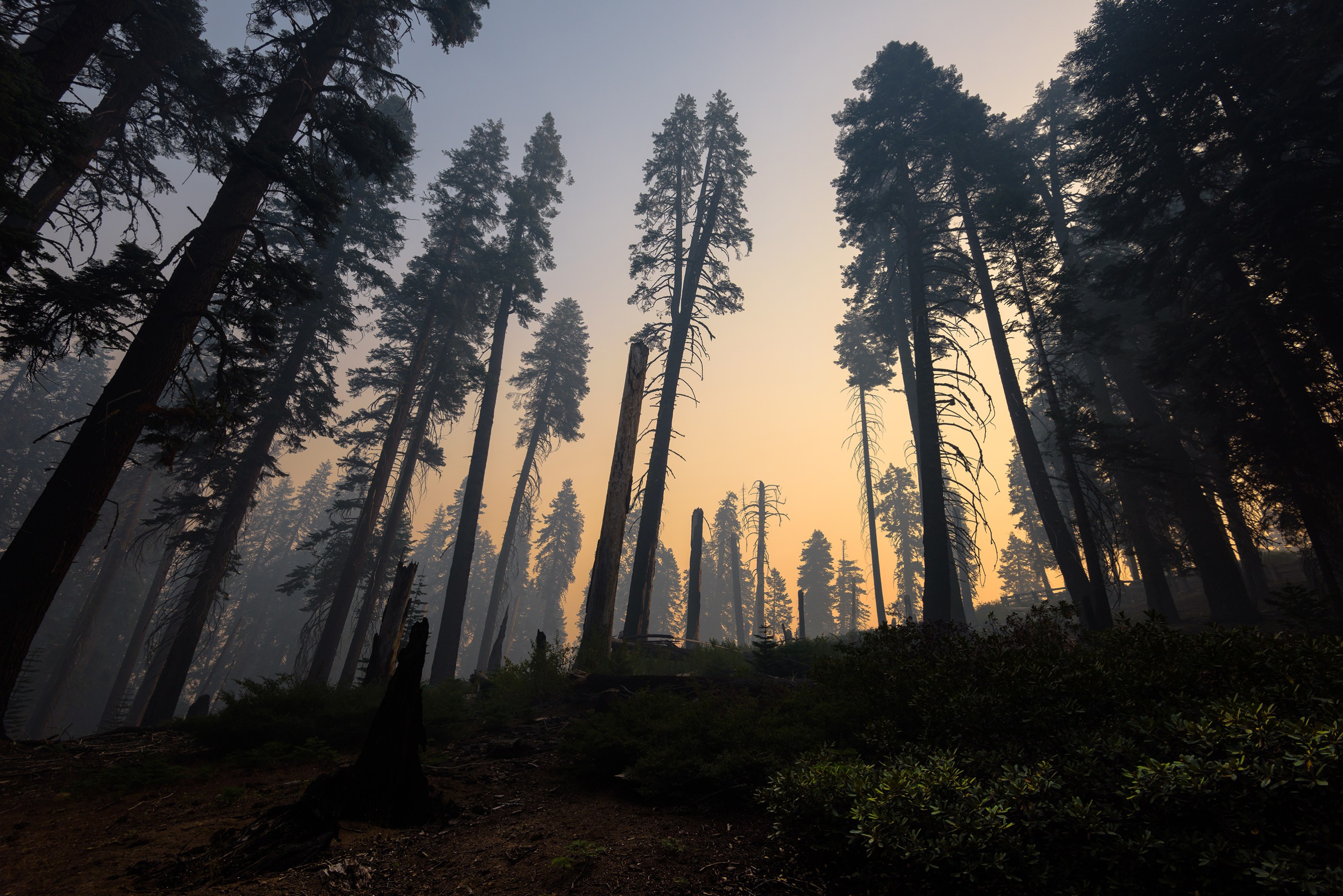 Parque Nacional Kings Canyon después de un incendio forestal