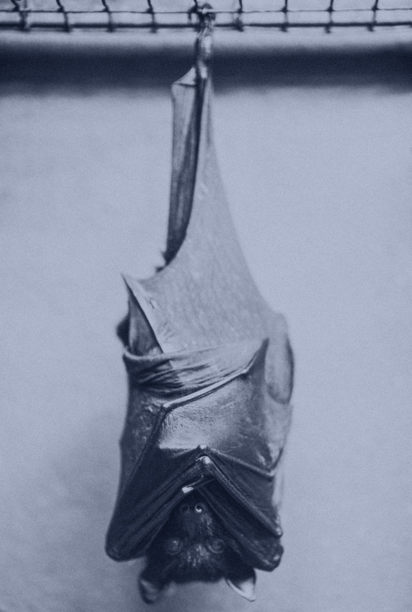 Bat Hanging in Cage