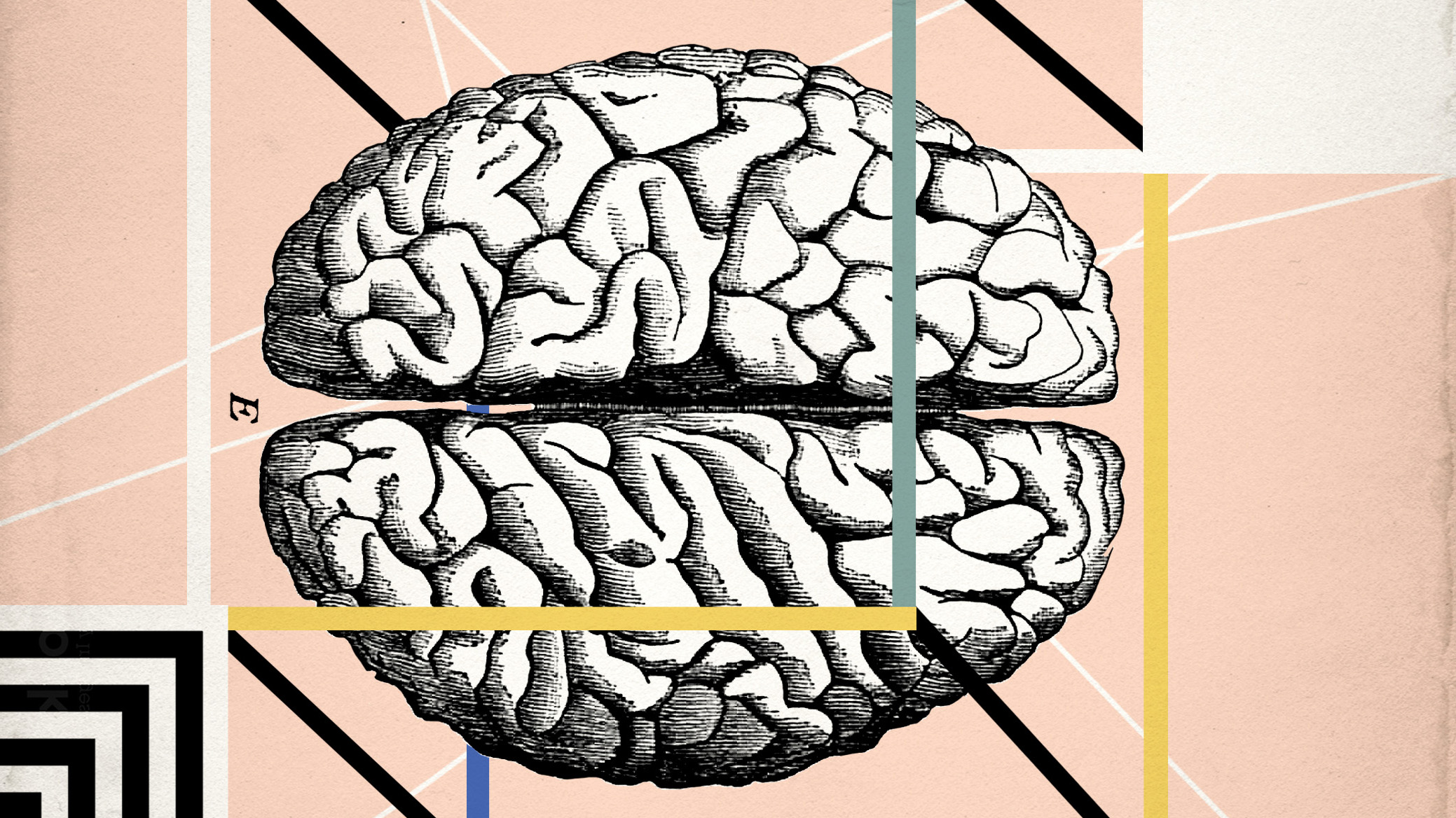 organisation human brain mapping 2017