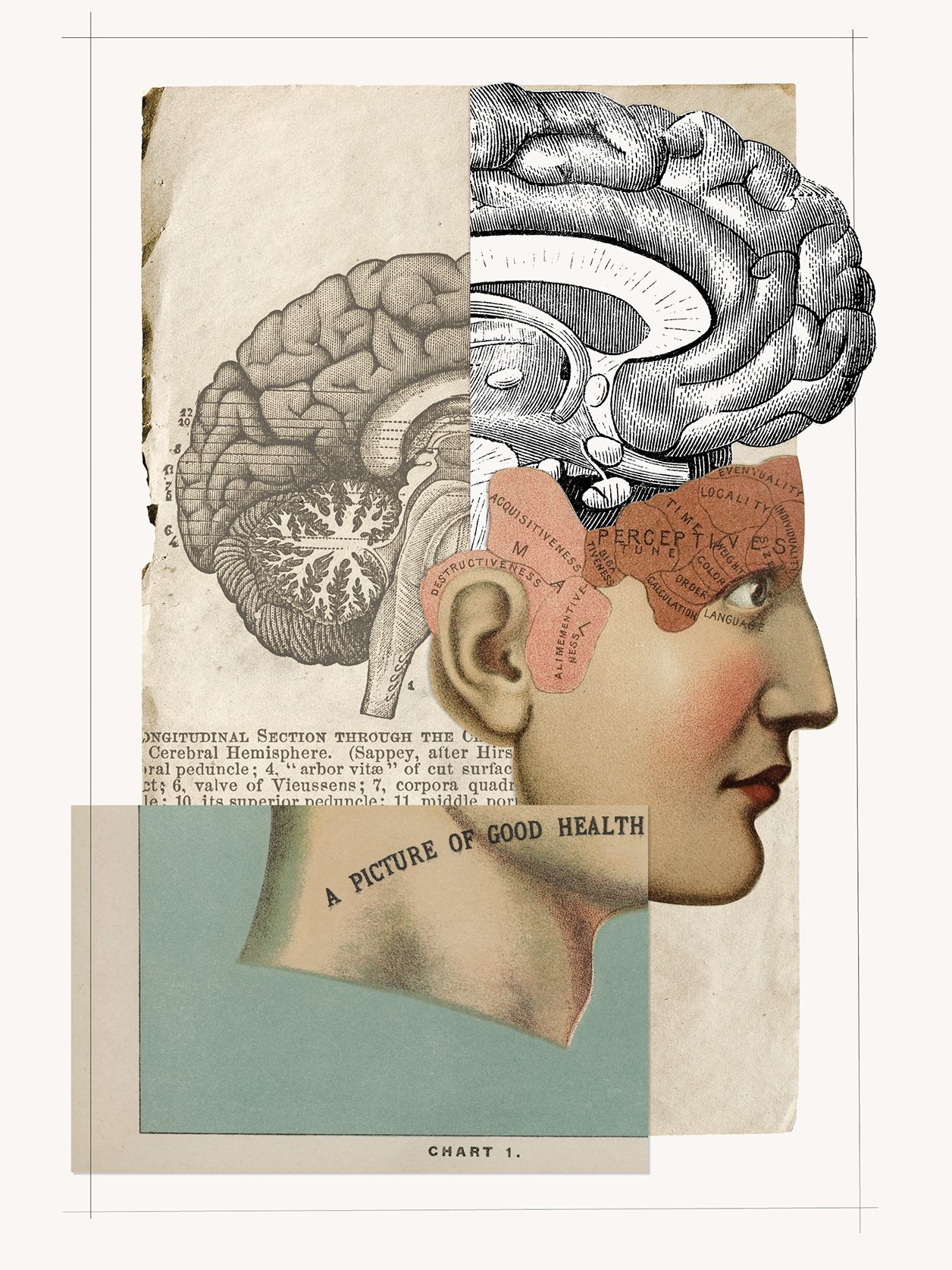 collage of scientific drawings to form a head in profile