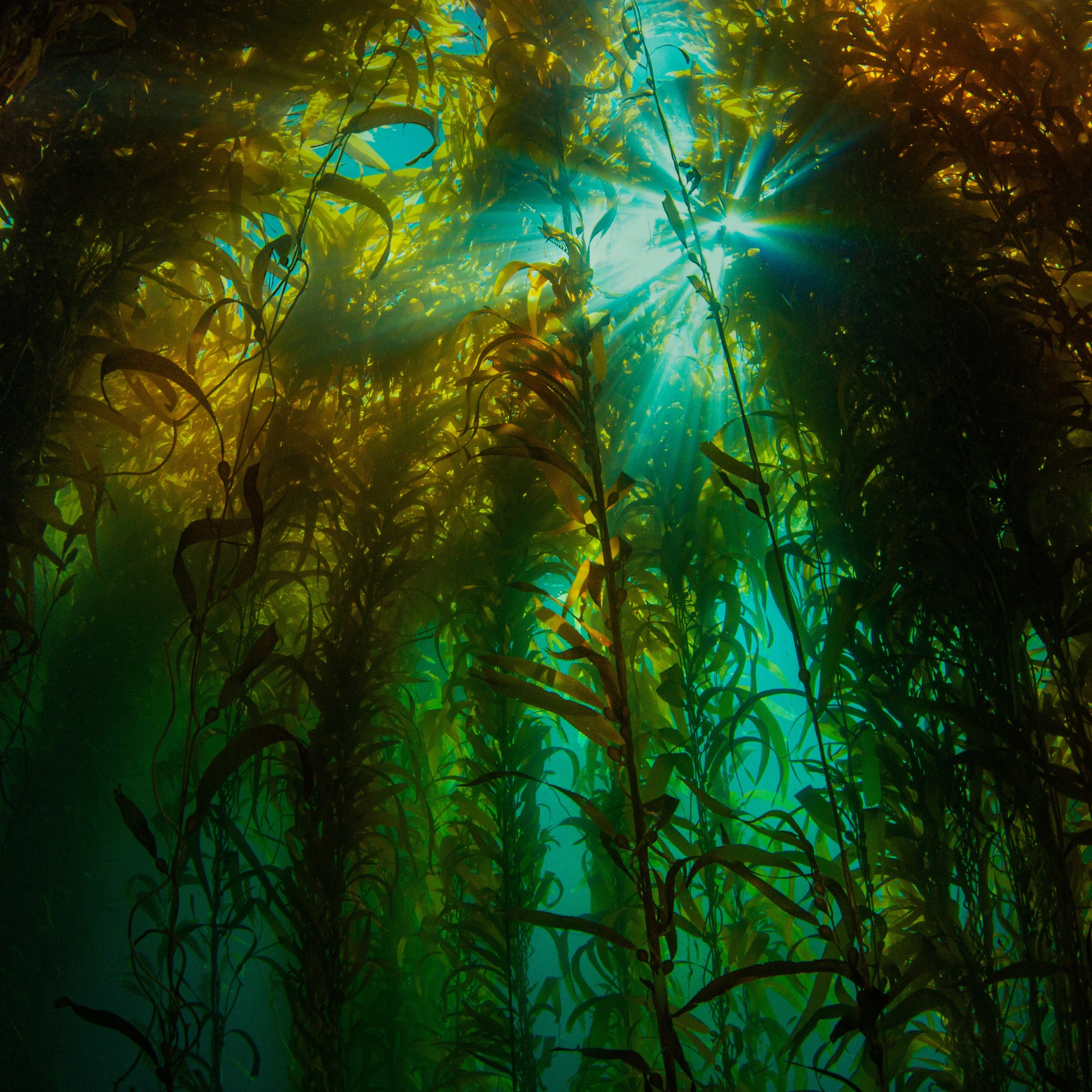 Kaliforniya kıyılarında yosun ormanı