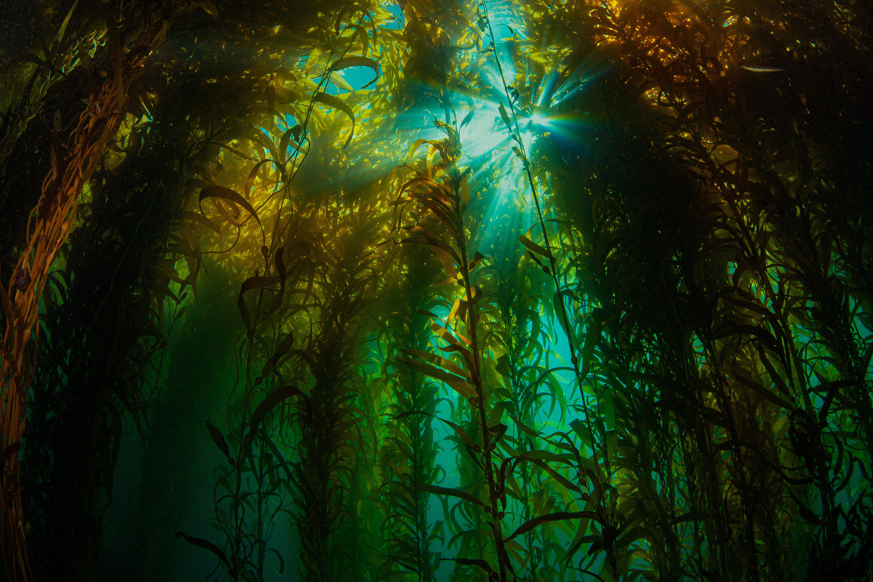 kelp forest off California coast