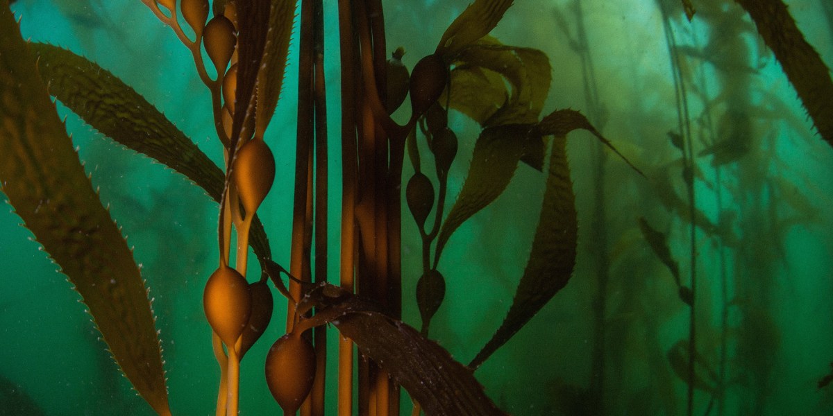 Companies hoping to grow carbon-sucking kelp may be rushing ahead of the science