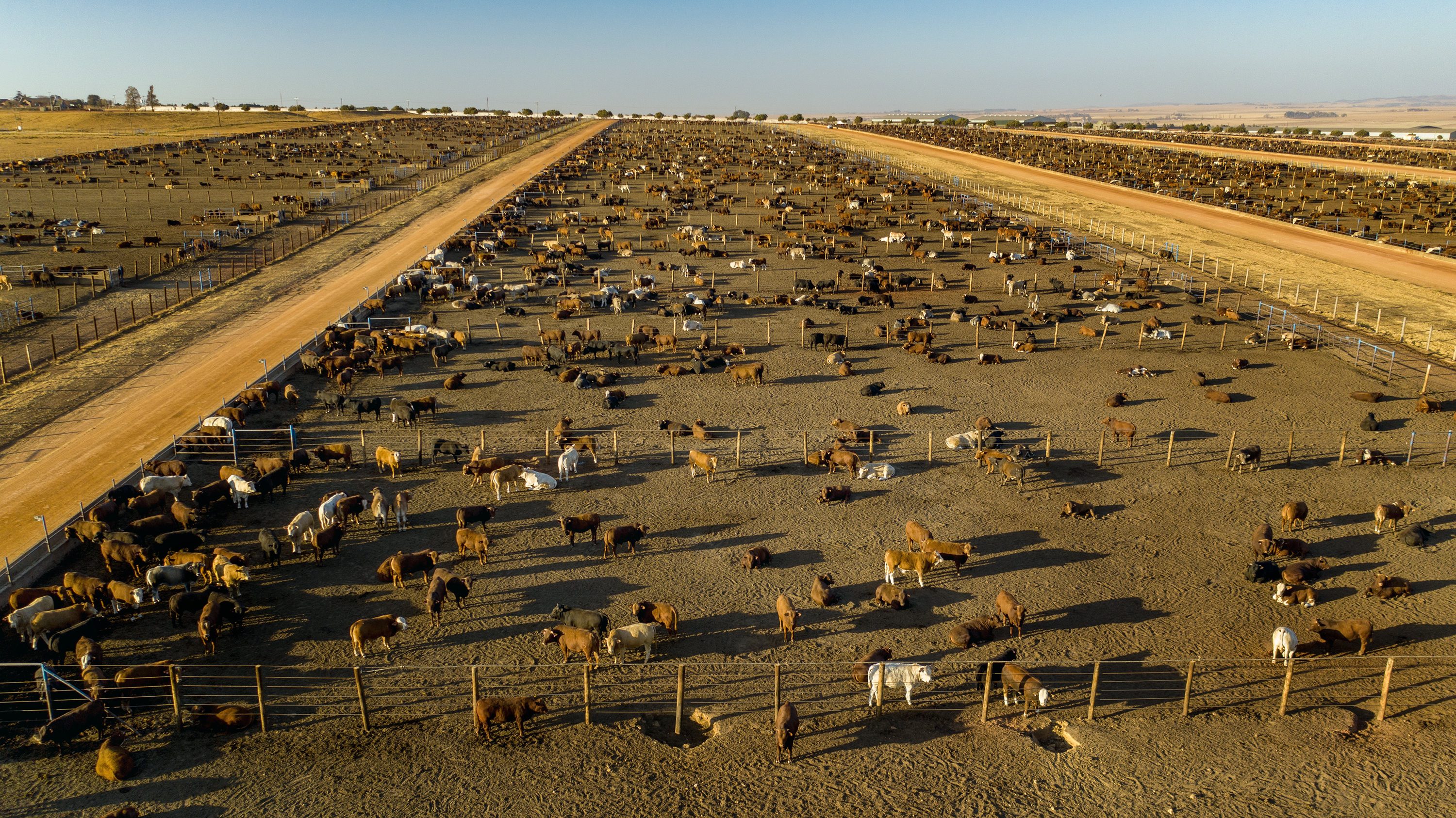 Aerial view of a large cattle feedlot