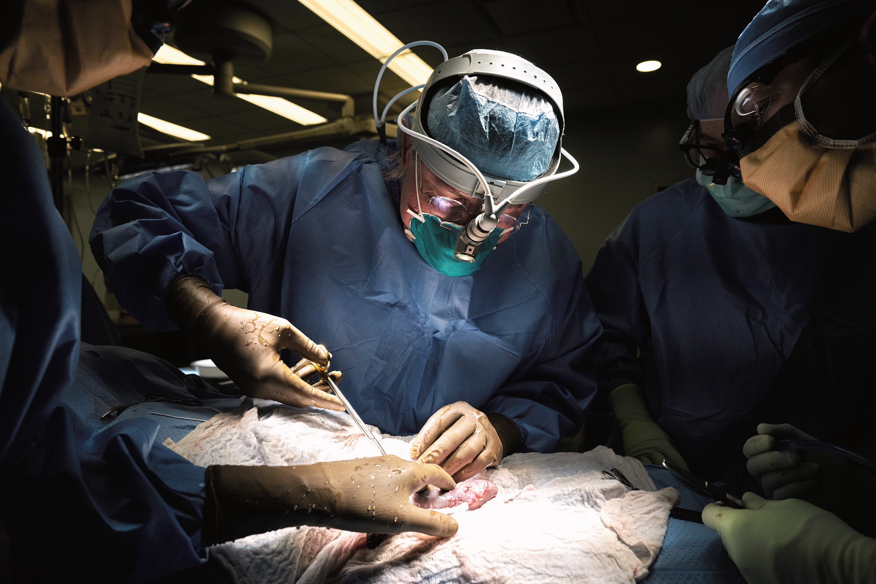 pig kidney transplant surgery