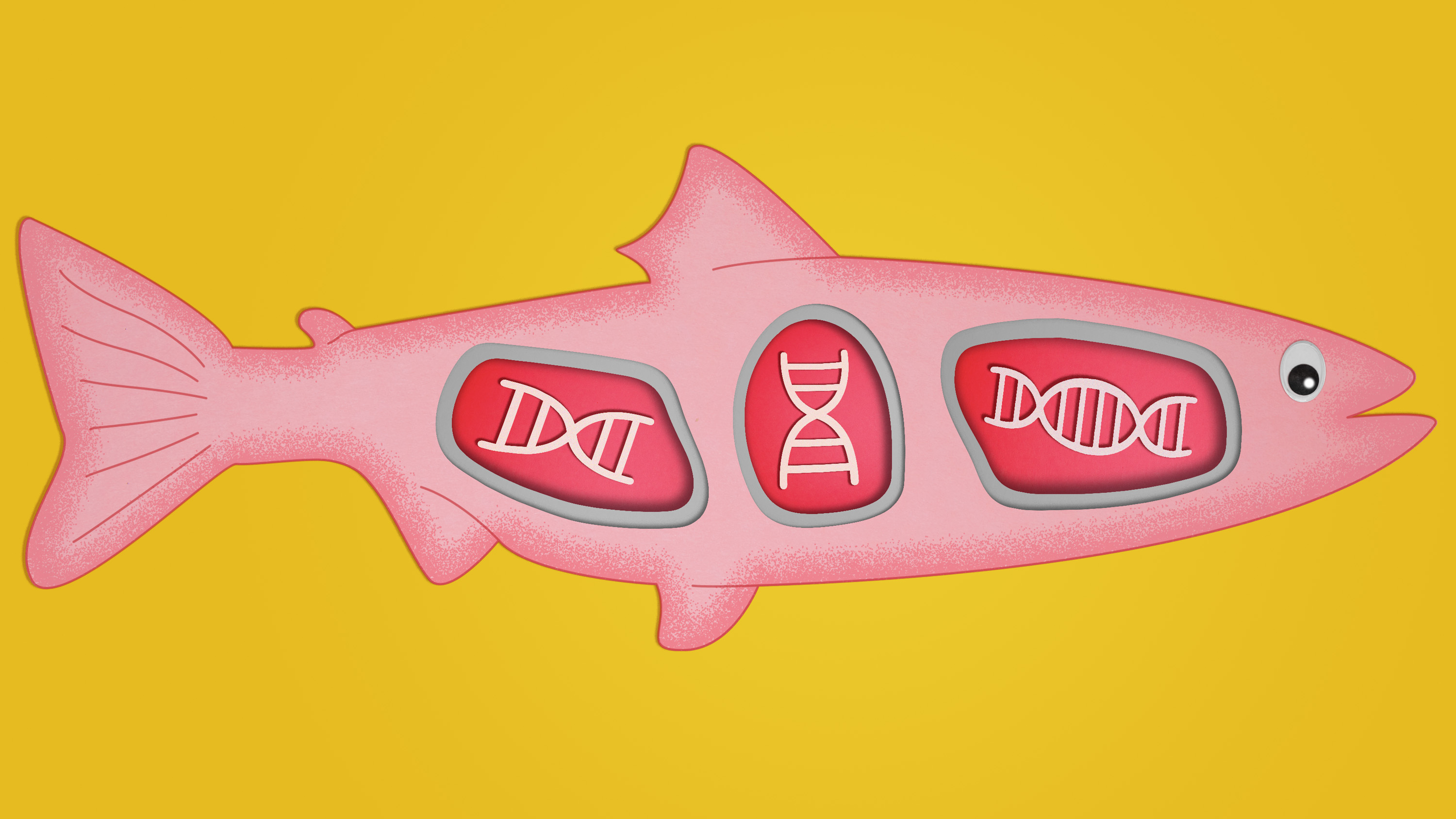 genetically engineered salmon concept