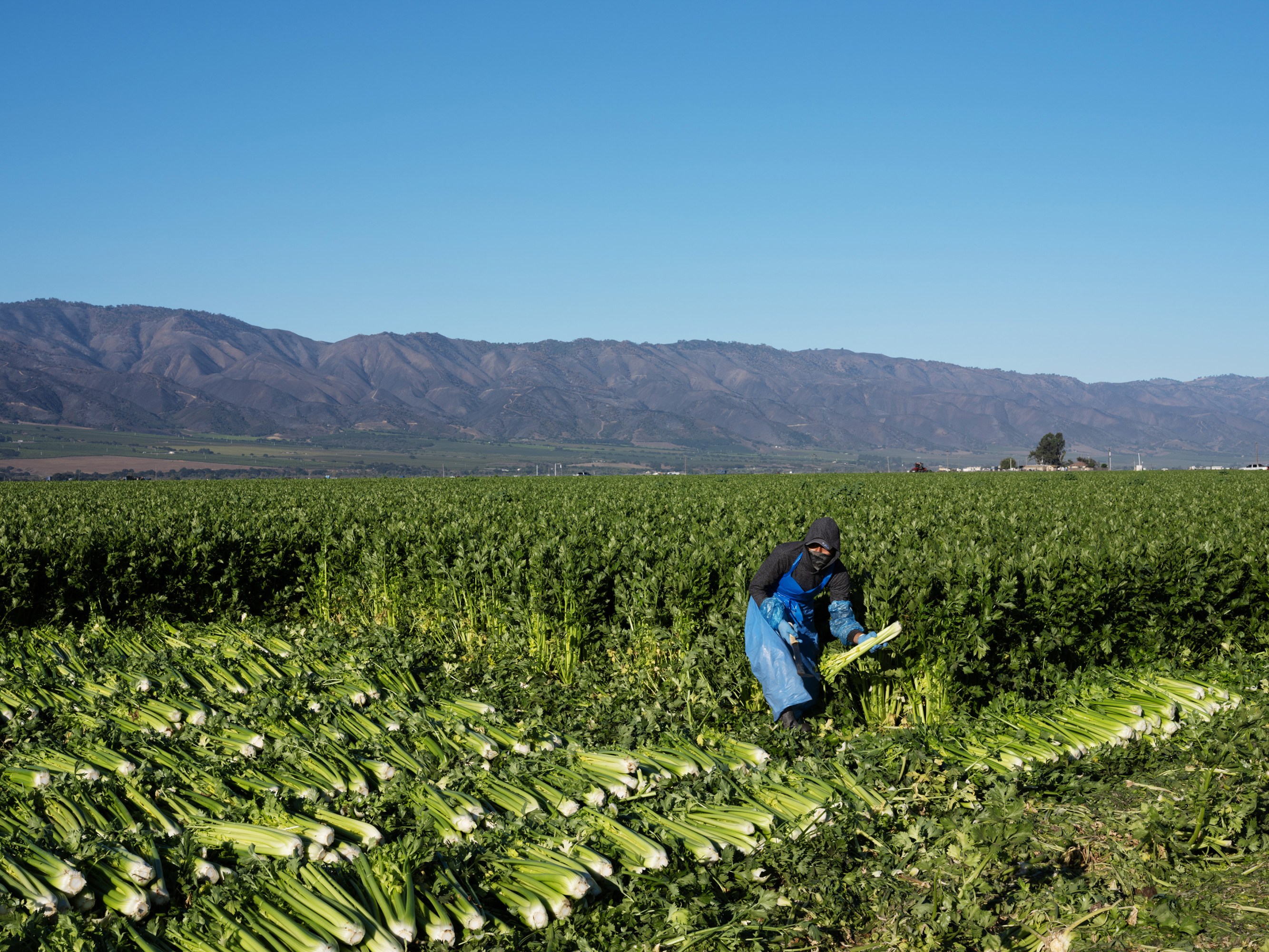 Workers harvest celery crops