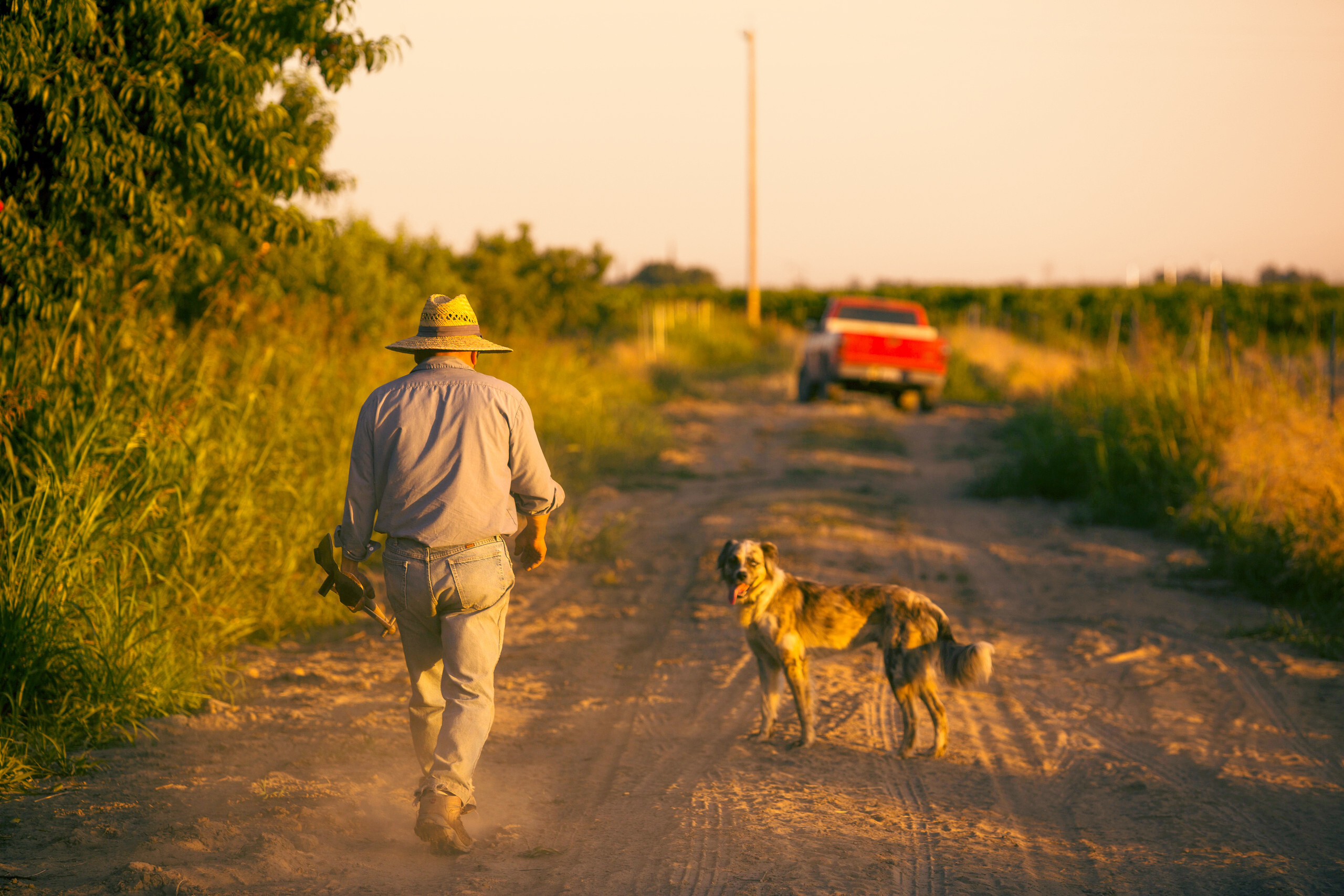 David Masumato walks with dog