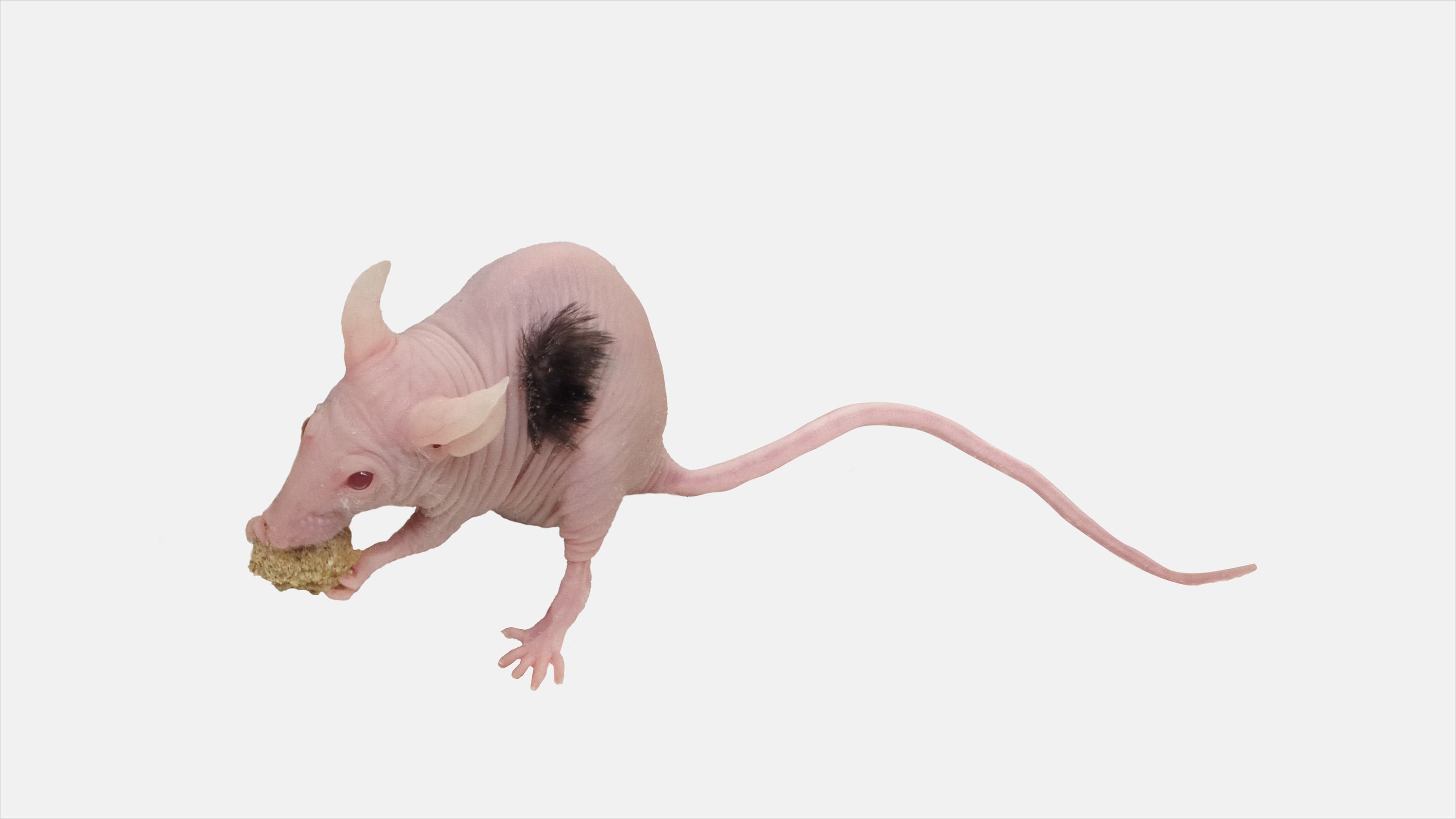mouse engineered to grow human hair