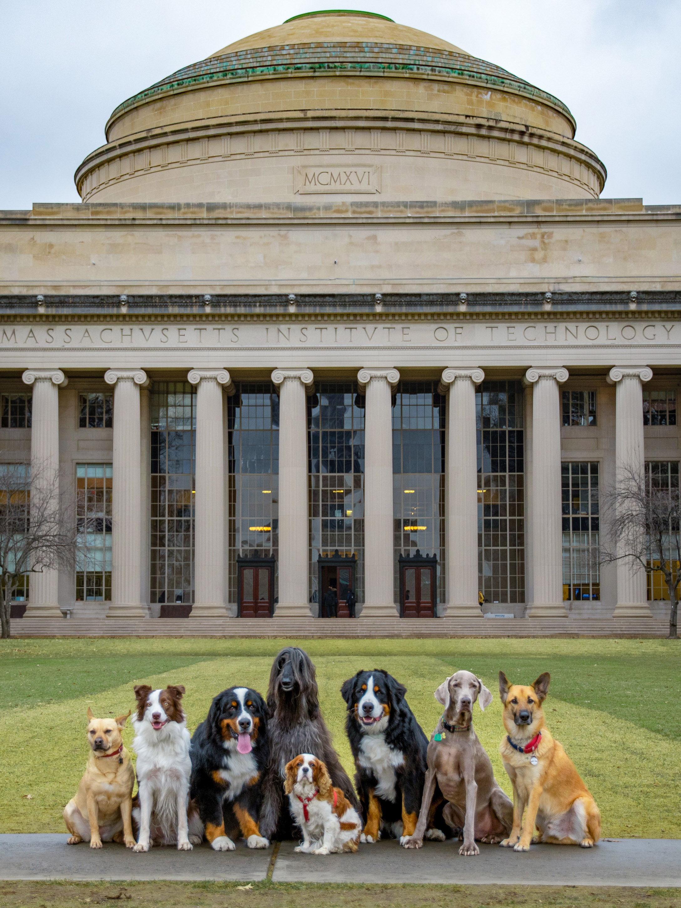 dogs in front of MIT dome
