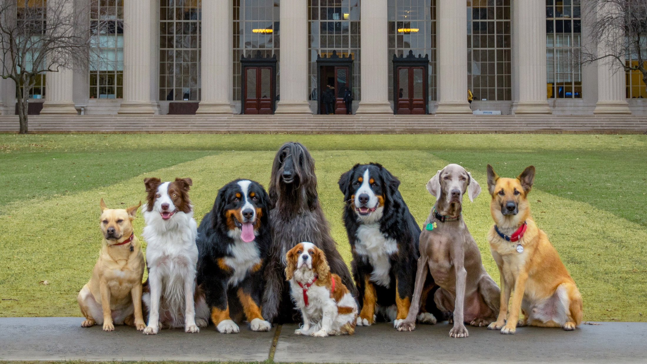 dogs in front of MIT dome
