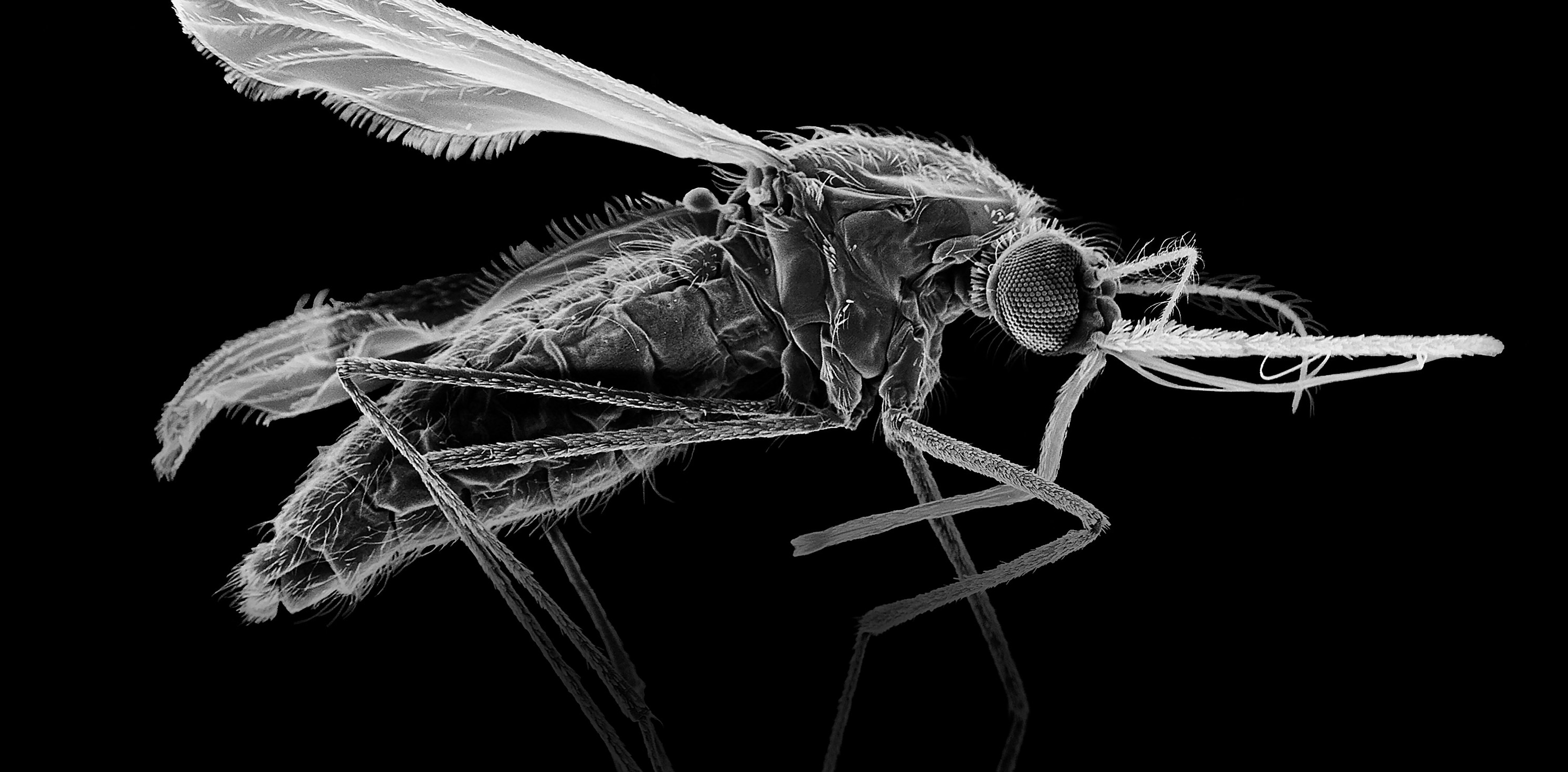 The mosquito Anopheles stephensi spreads malaria in India and other parts of Asia.