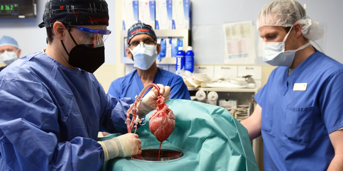 O paciente xenotransplantado que morreu recebeu um coração infectado com um vírus de porco