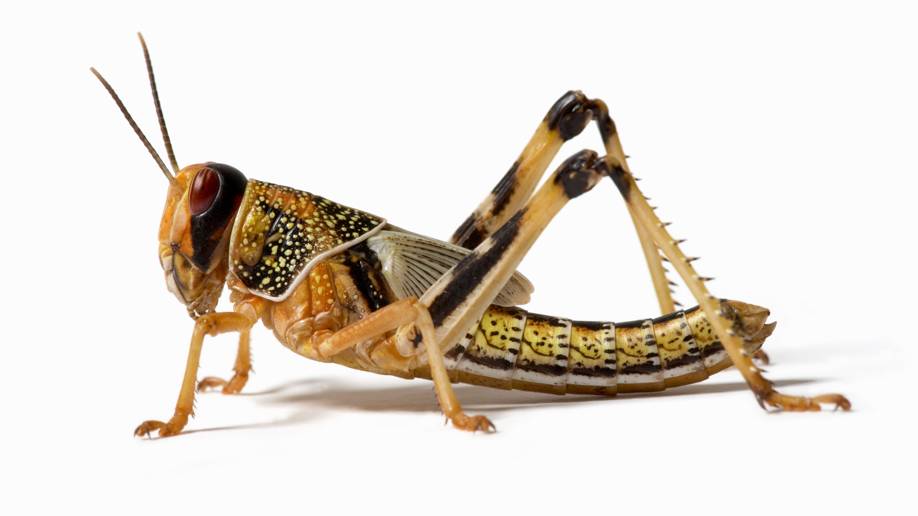 side view of a locust