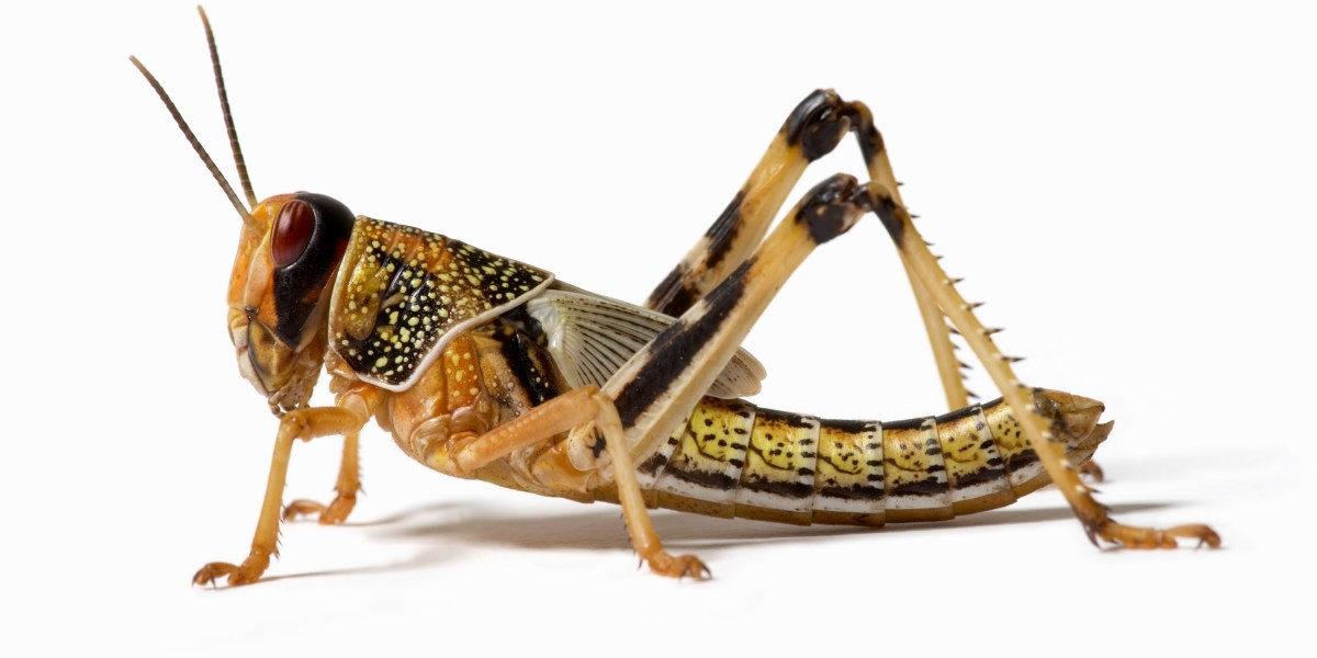 A locust’s brain has been hacked to sniff out cancer thumbnail
