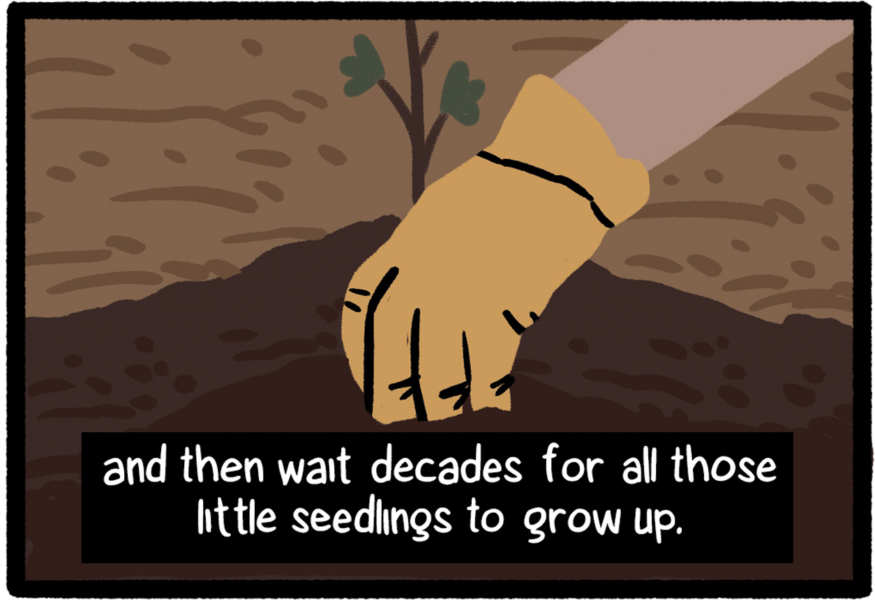 hand planting a seedling with text: and then wait decades for all those seedlings to grow up.
