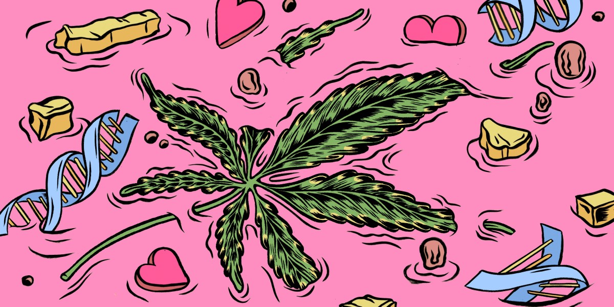 The weed influencer and the scientist feuding over why some stoners incessantly puke thumbnail