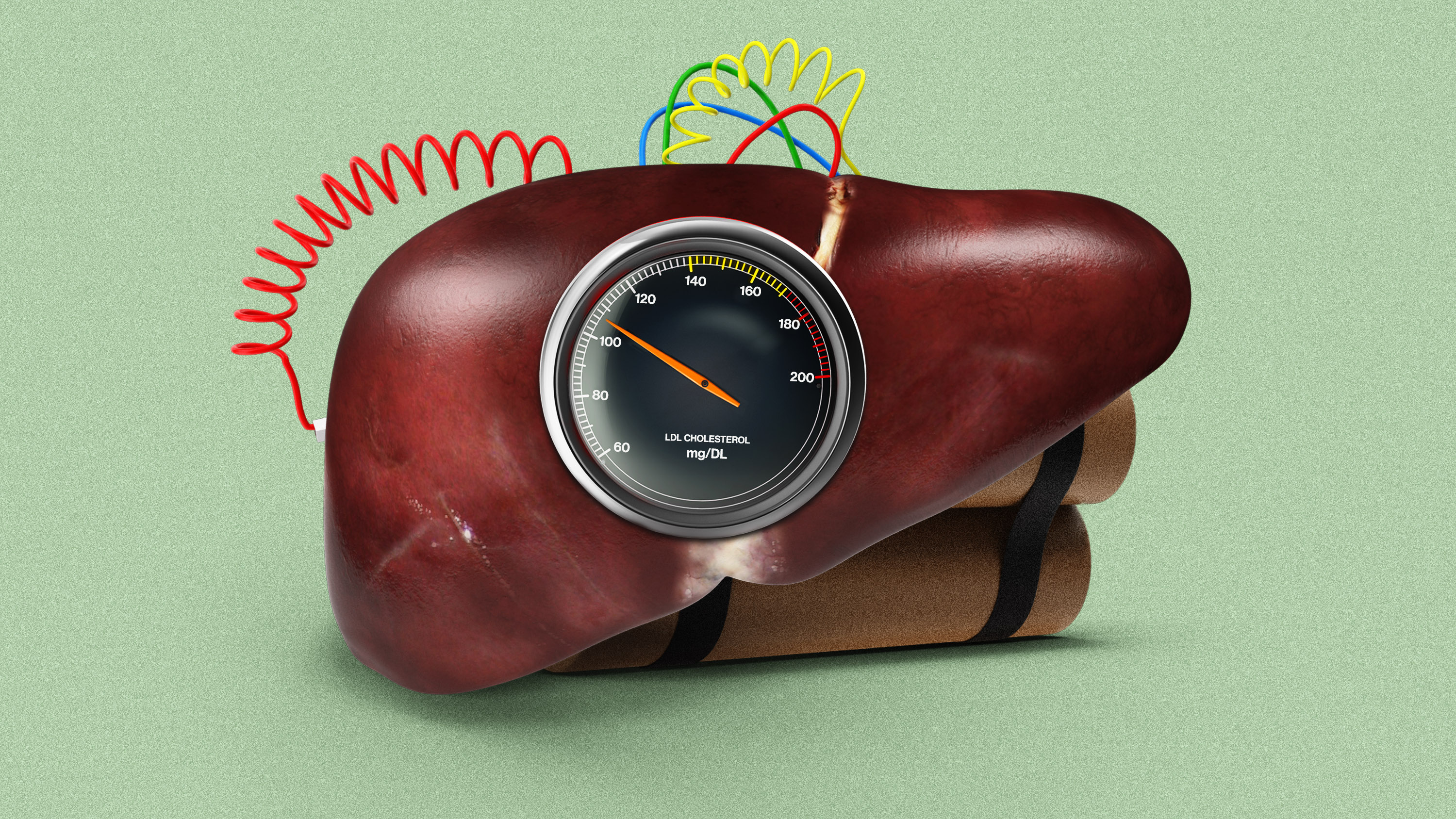 LDL cholesterol meter rigged to a liver