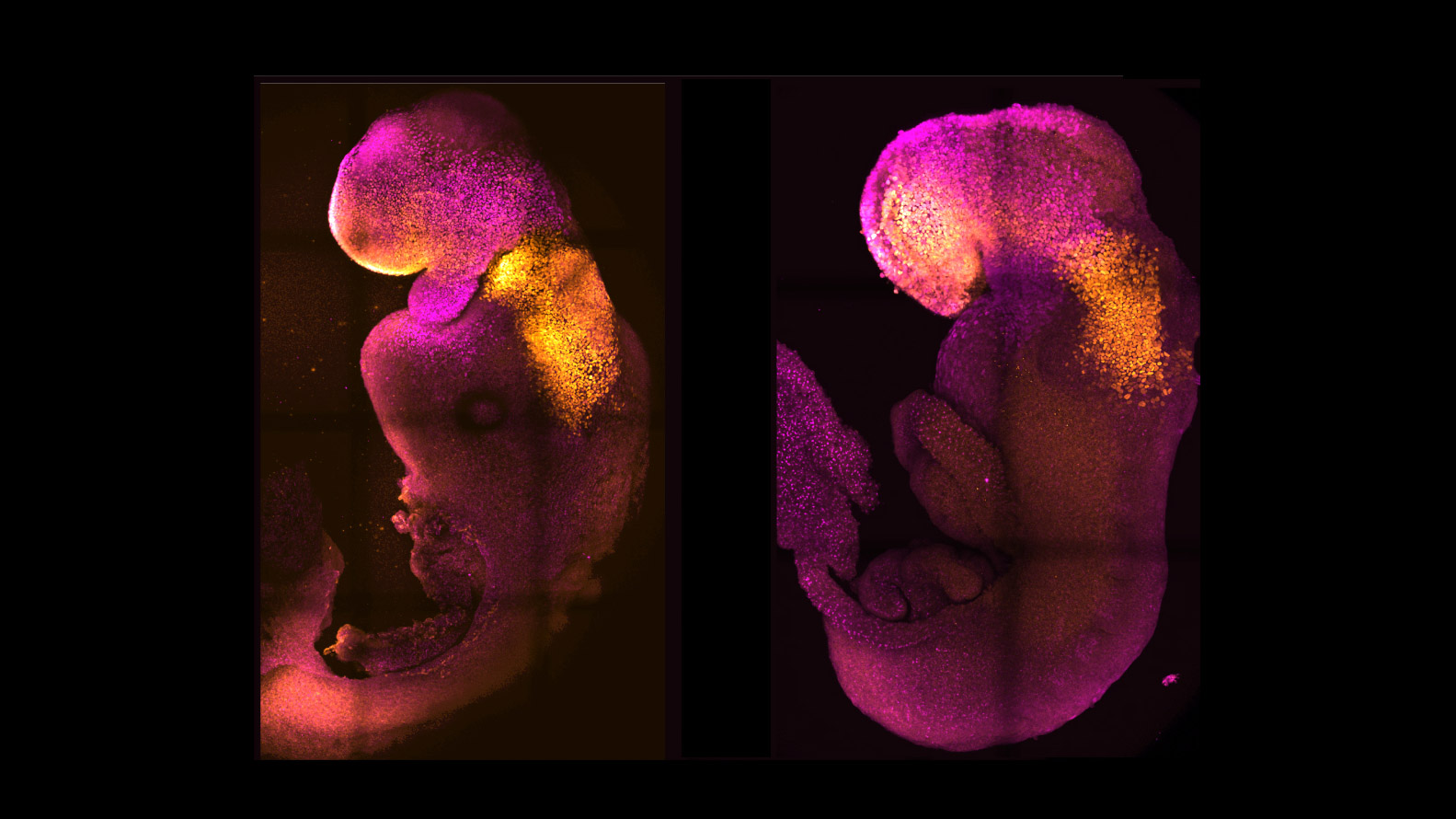 Natural and synthetic mouse embryos side by side