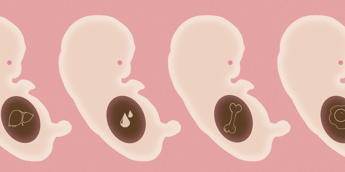 This startup desires to repeat you into an embryo for organ harvesting