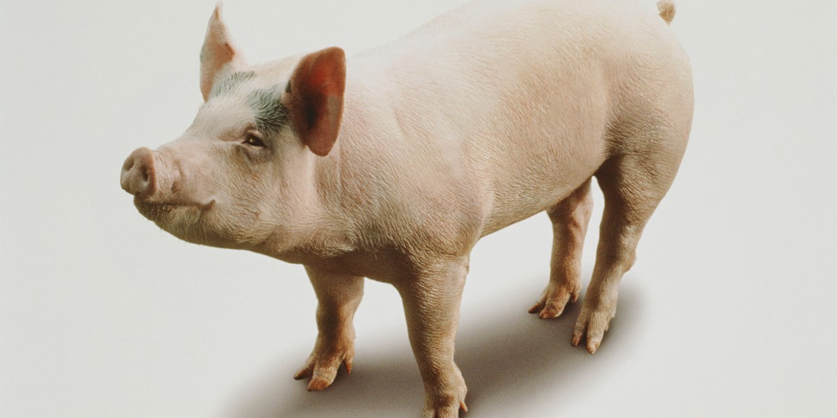 Researchers repaired cells in damaged pig organs an hour after the animal’s death thumbnail