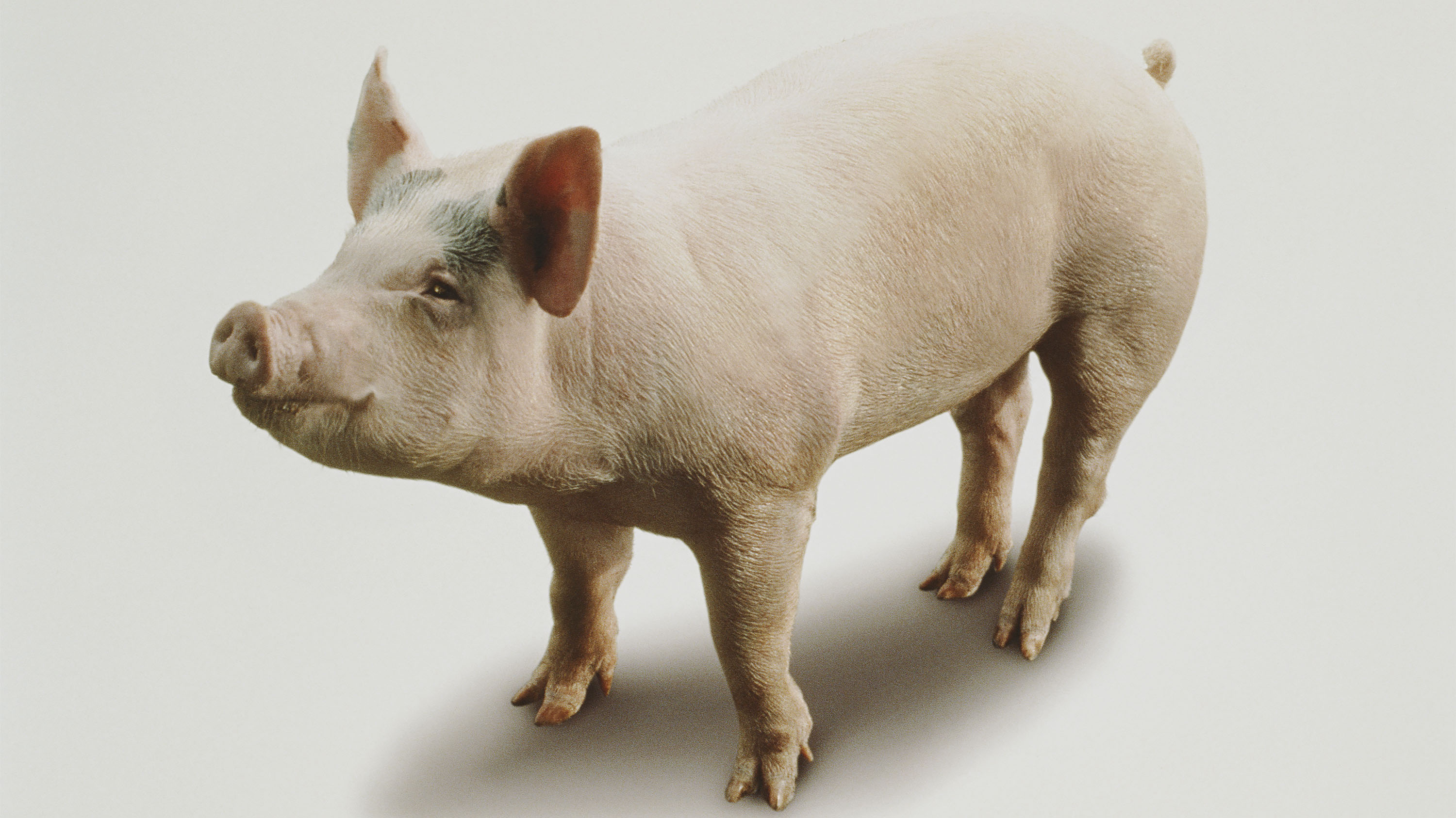 Researchers repaired cells in damaged pig organs an hour after death | MIT  Technology Review
