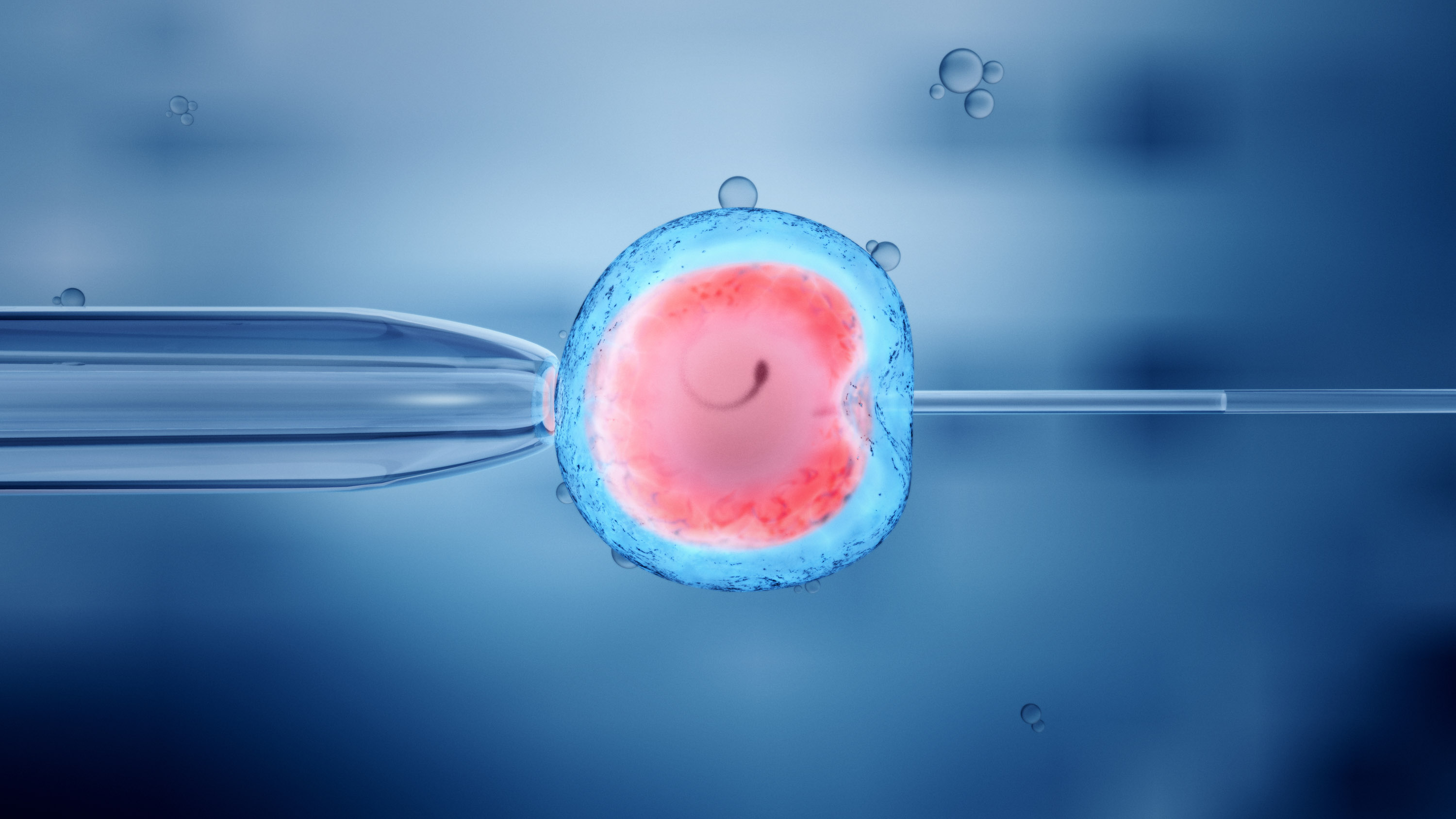 illustration of ivf with donor egg membrane in blue and nucleus in red