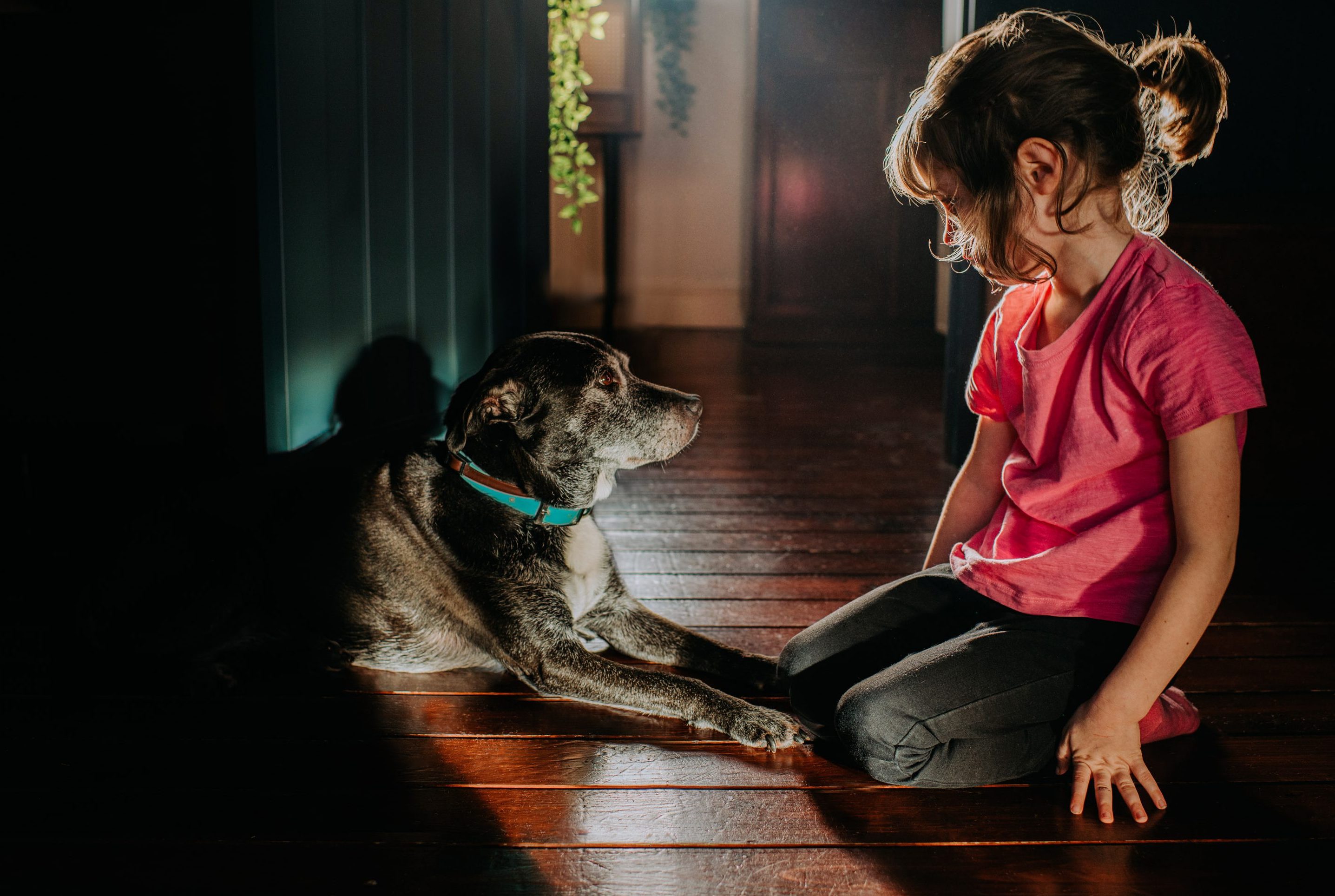 A calm image of a little girl sitting beside an old black dog in a domestic room. They look toward each other.