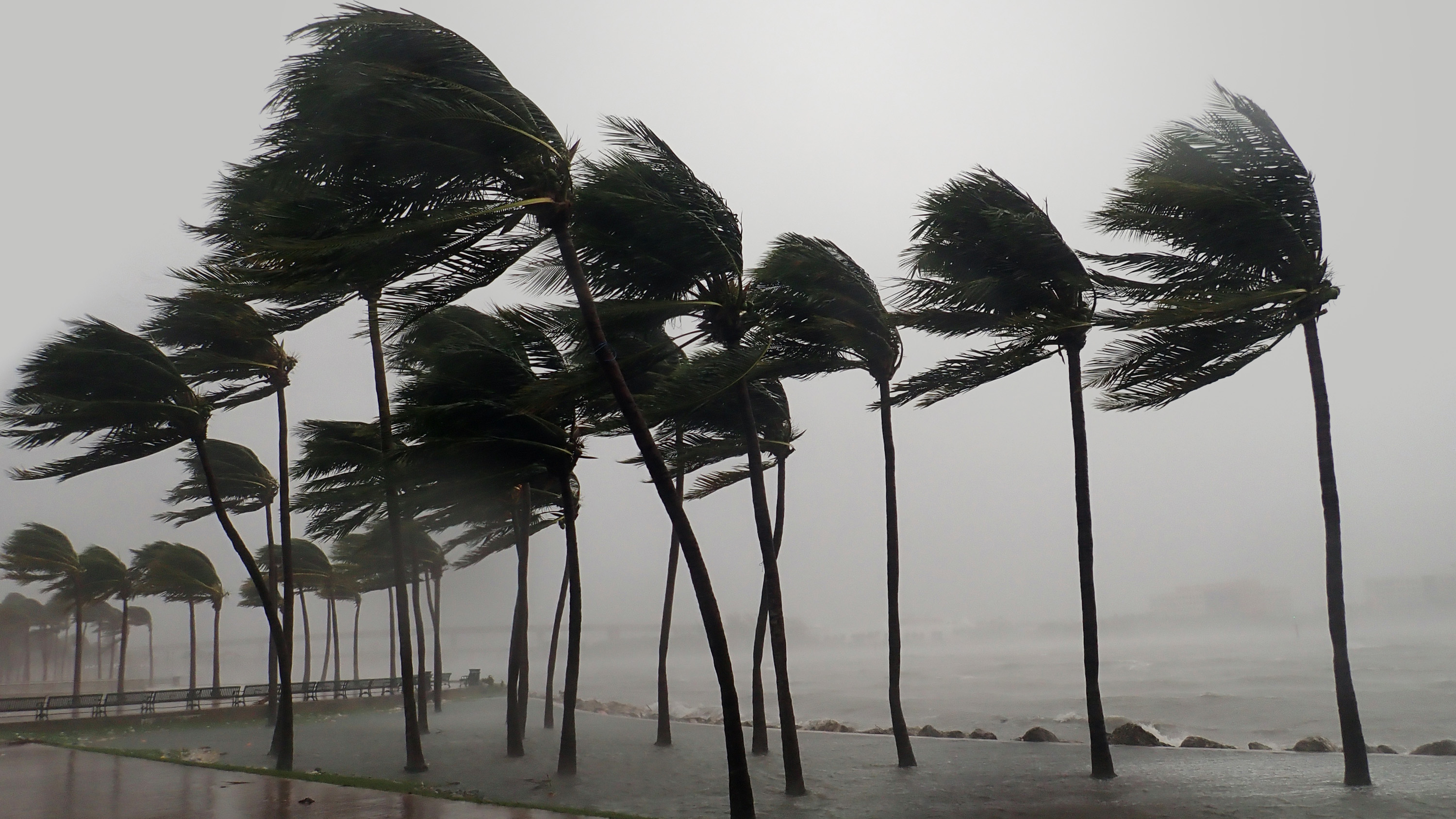 group of trees bending in high tropical winds